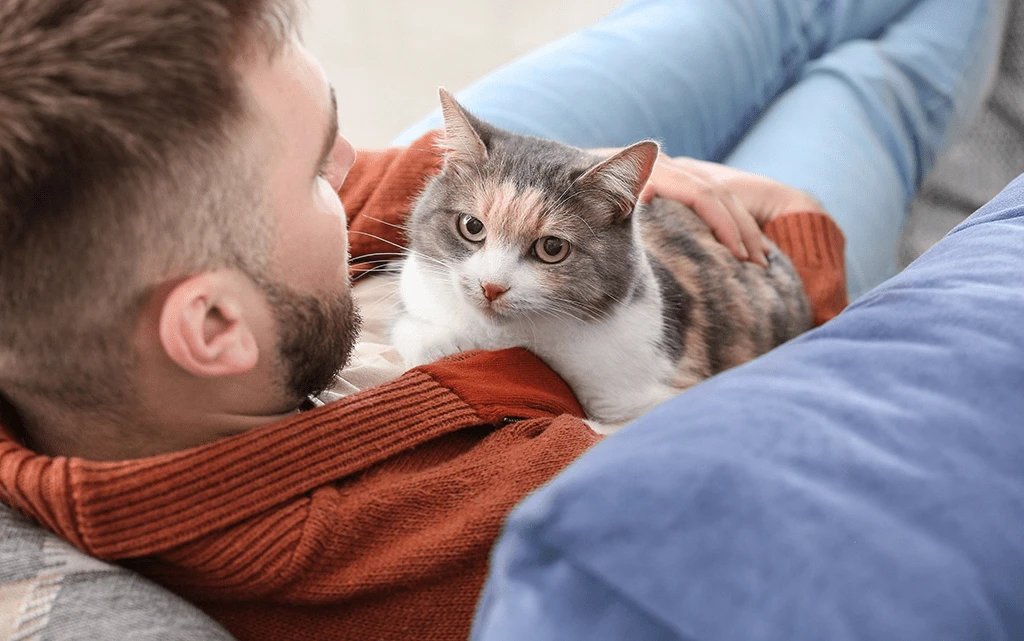 Кошка перестала мурлыкать - почему, и стоит ли беспокоиться