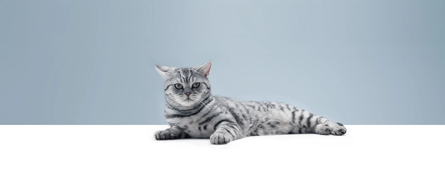 British shorthair whiskas best sale