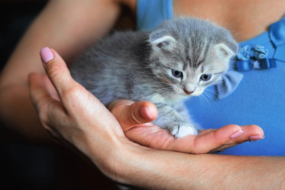 Что нужно купить для котенка в квартире: список вещей | WHISKAS®