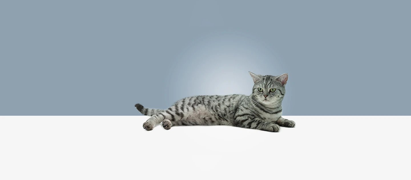 Чем кормить кормящую кошку: правильное питание | WHISKAS®