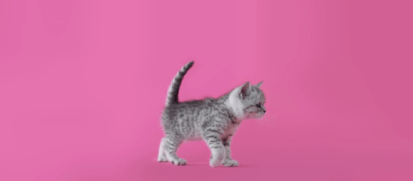 Каким кормом можно и лучше кормить котенка? | Статьи на WHISKAS®