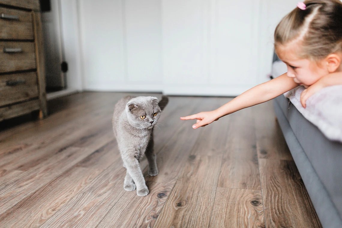 Как определить пол котёнка: кот или кошка