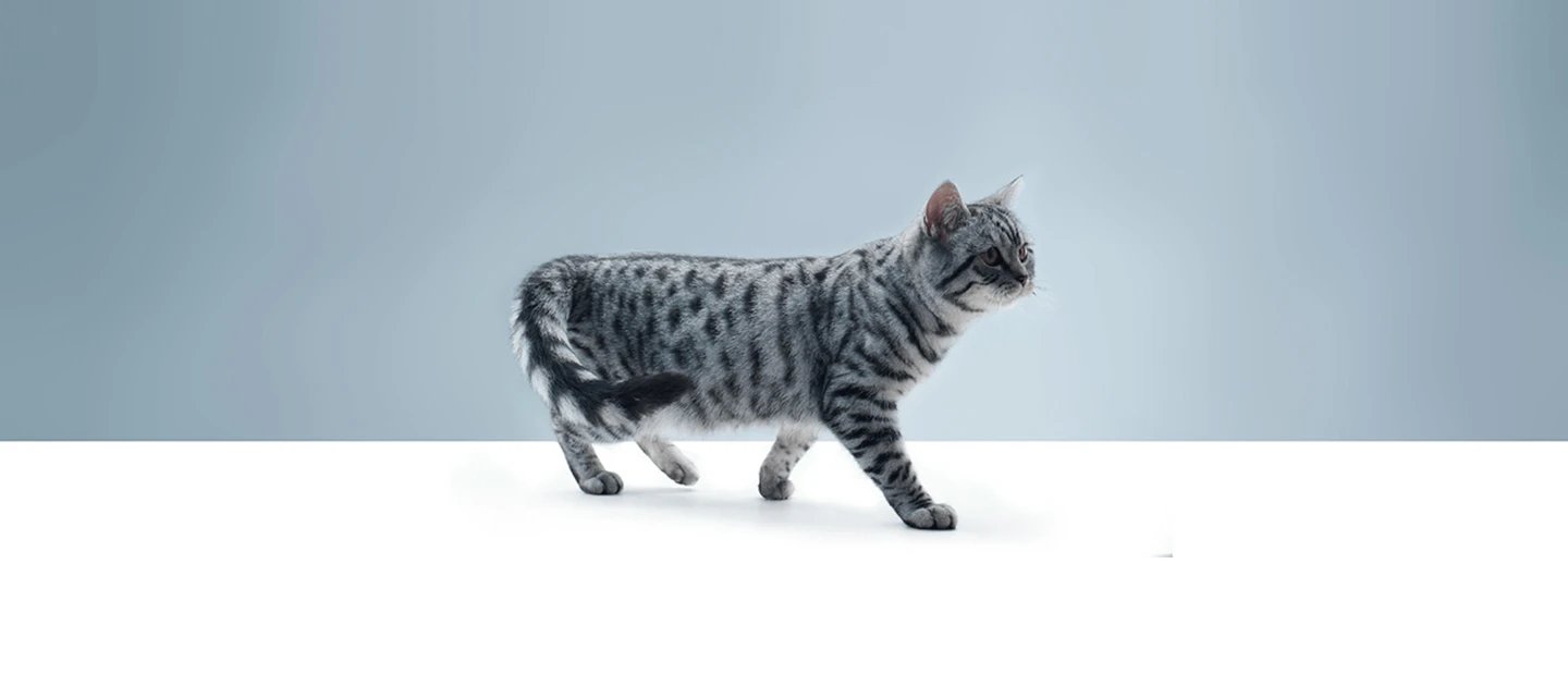 Смешанное питание для кошек: можно или нельзя? | WHISKAS®