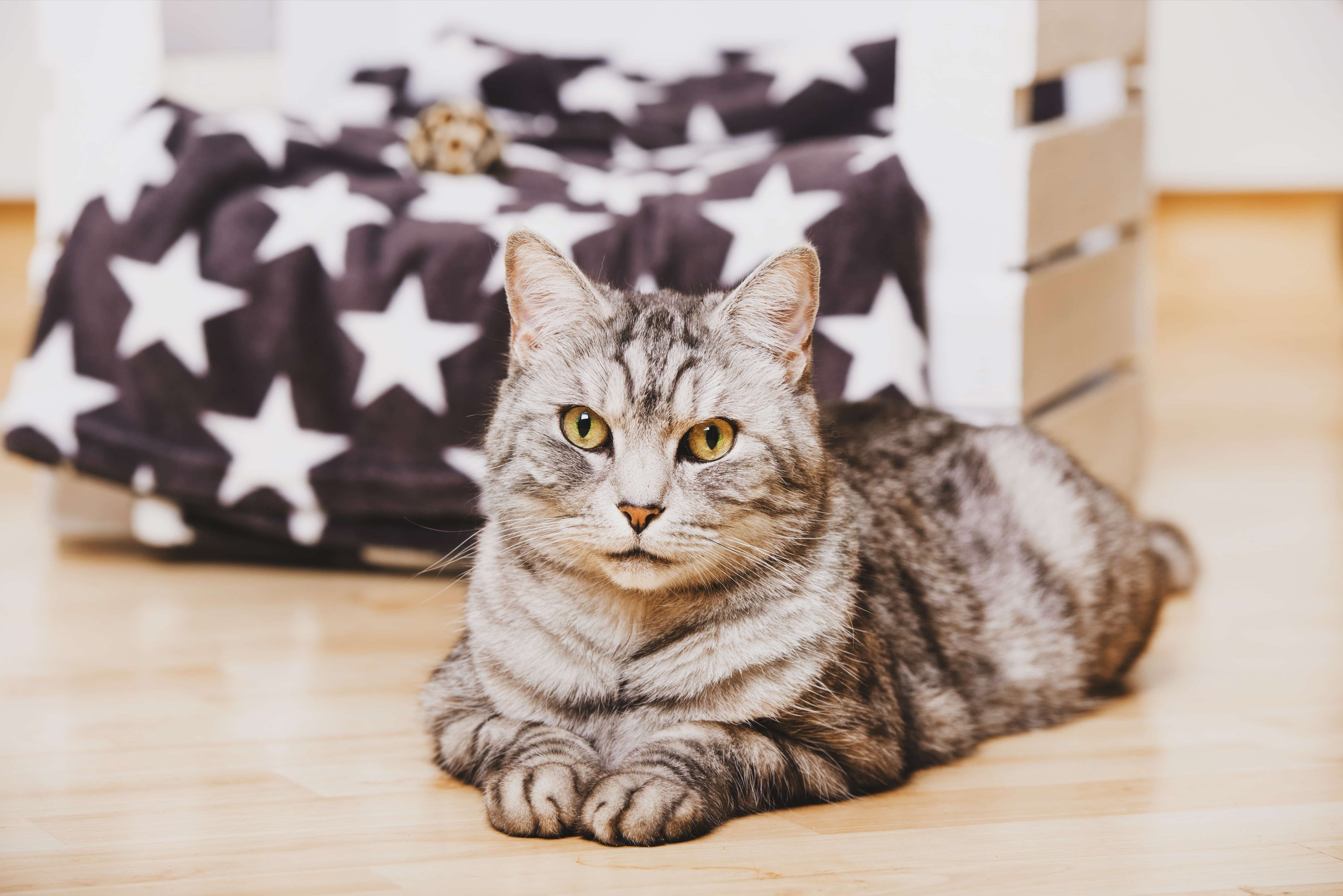 Причины стресса у кошки