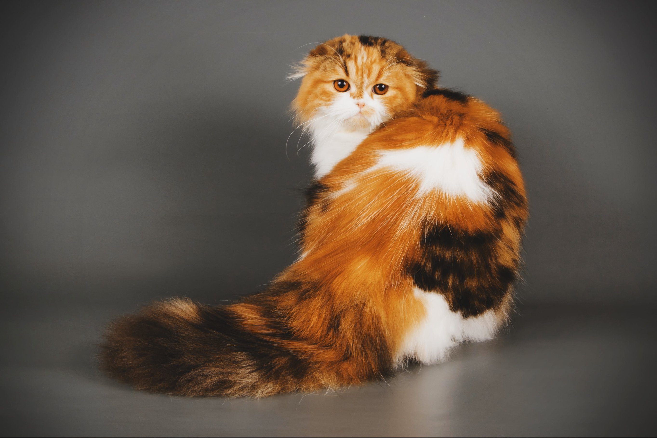 Уход за кошками шотландской вислоухой породы