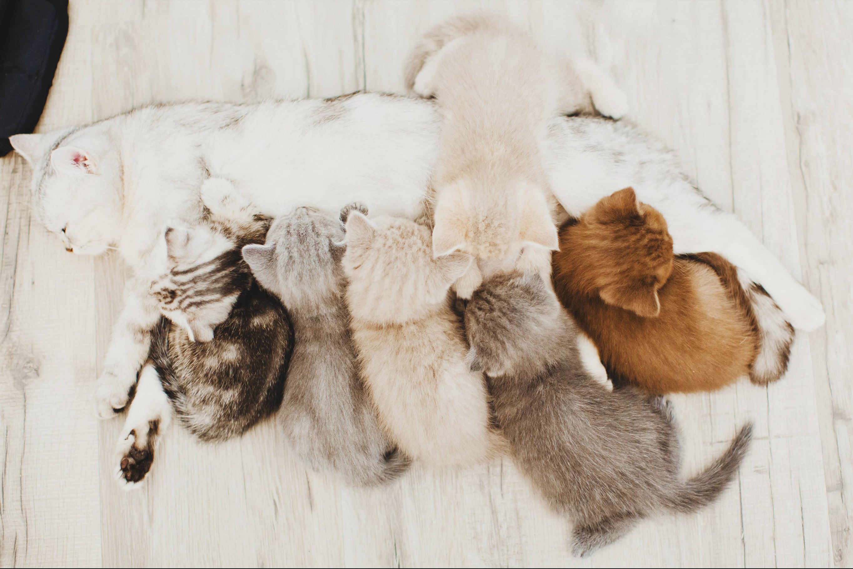 Длительность лактации у кошки