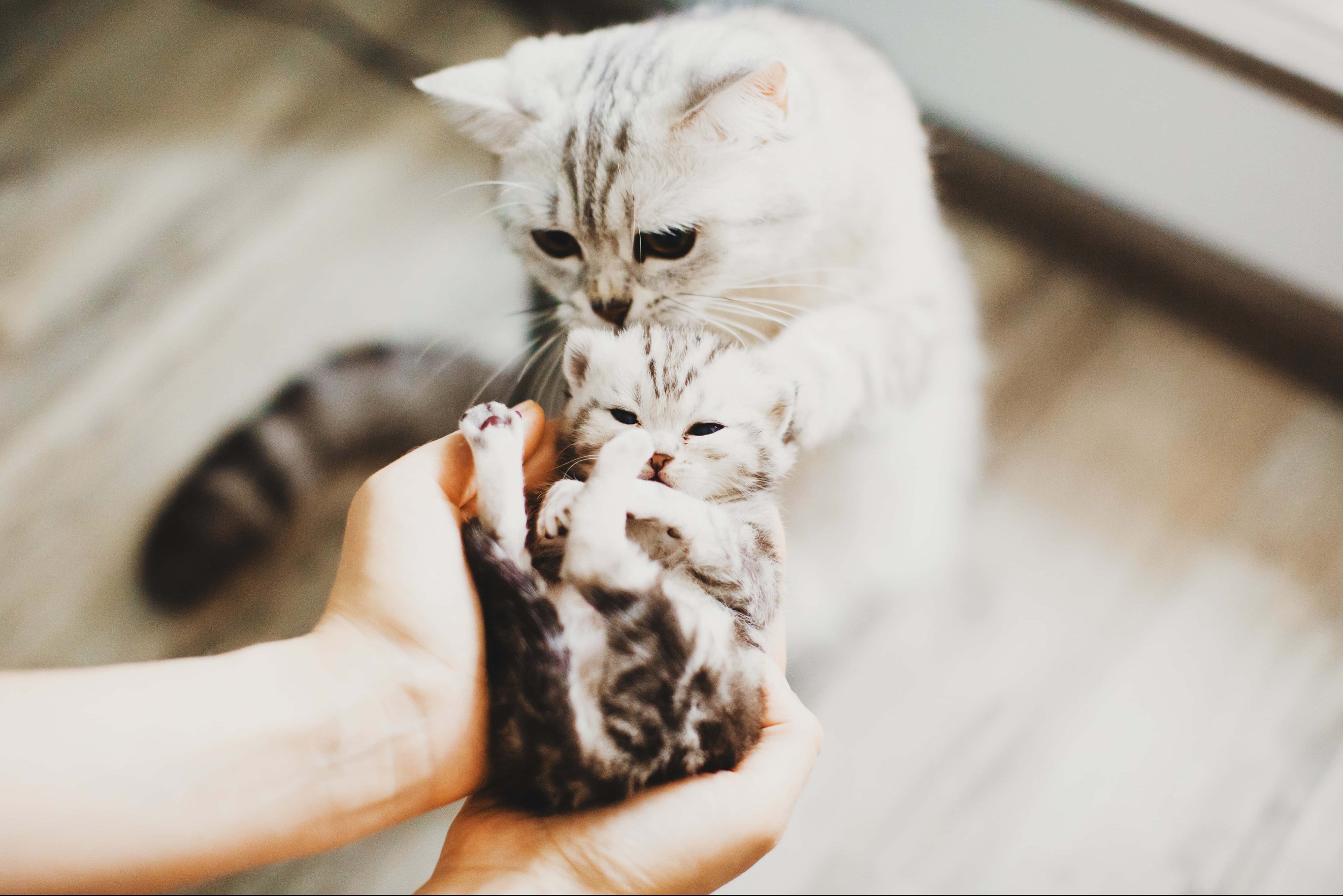 Уход за глазами котенка