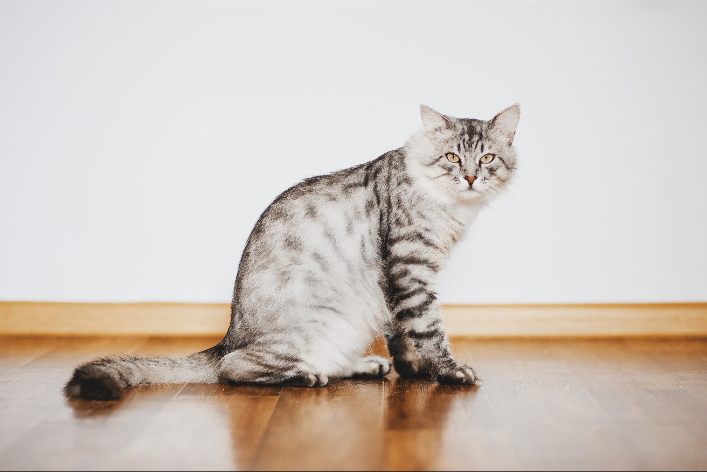 Когда пора стричь когти?