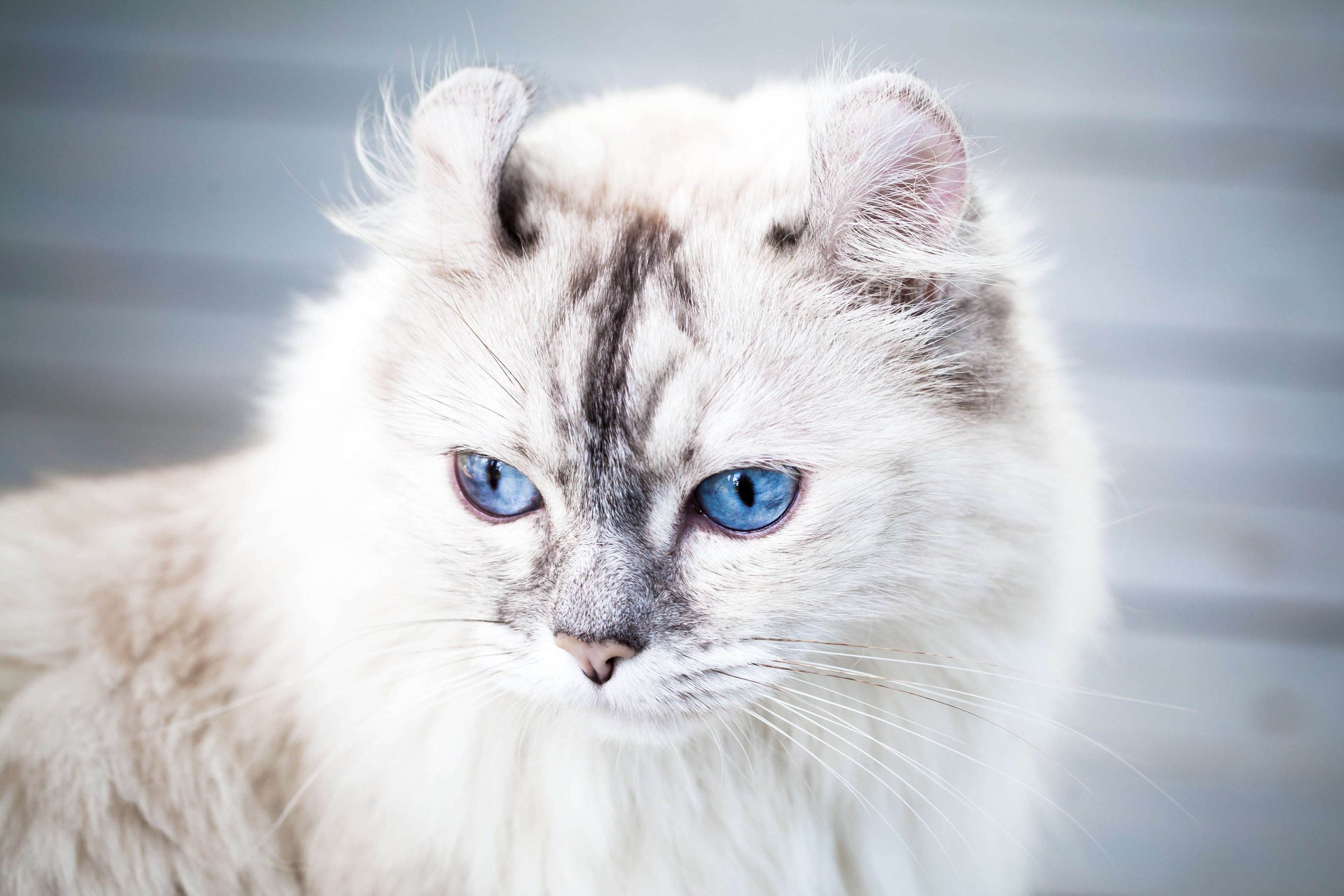 shutterstock_1164762463