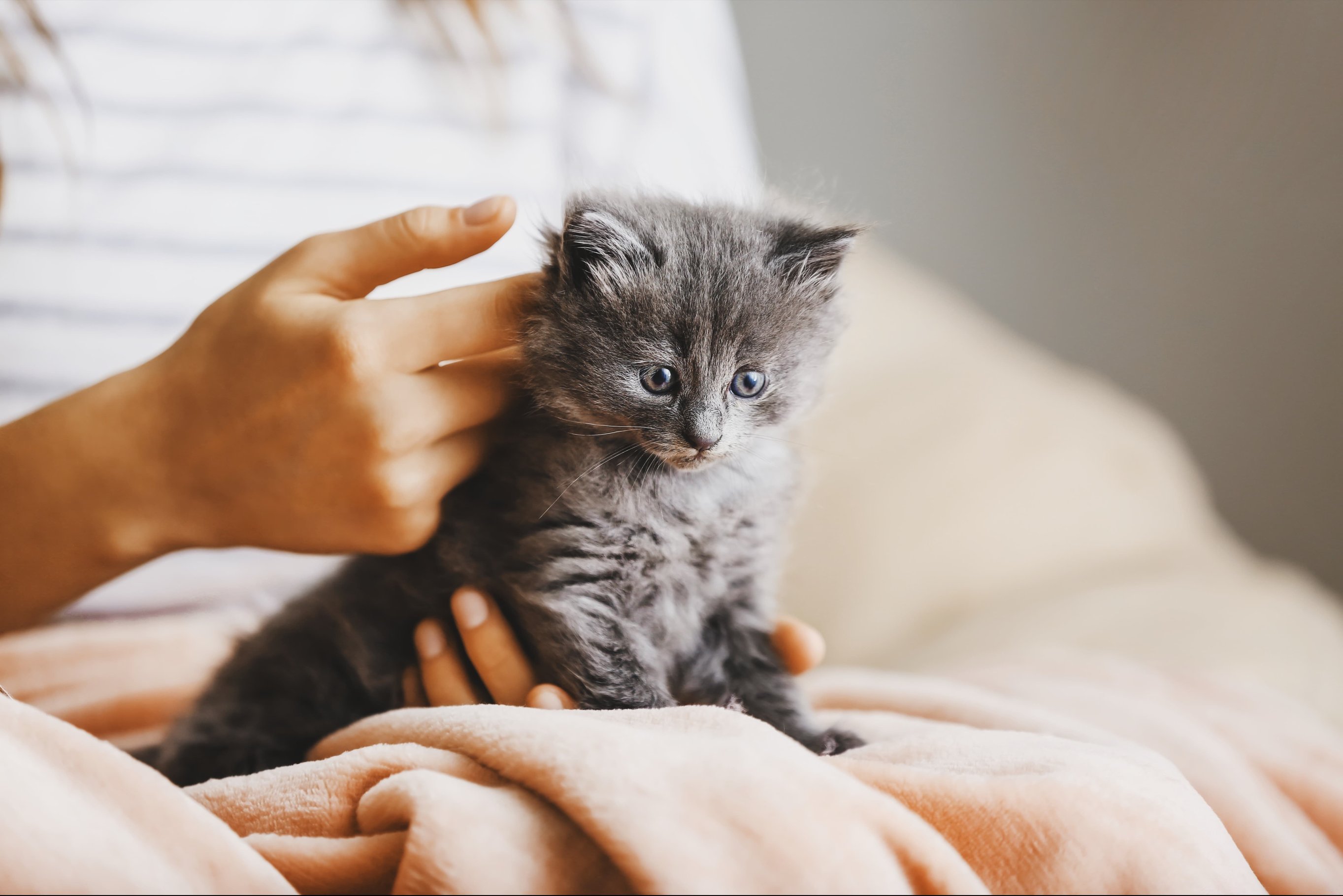 Как вывести блох?