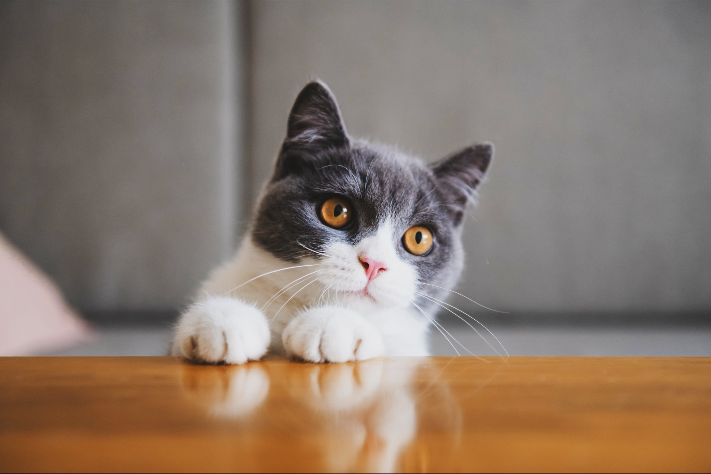 Что нельзя давать кошкам?