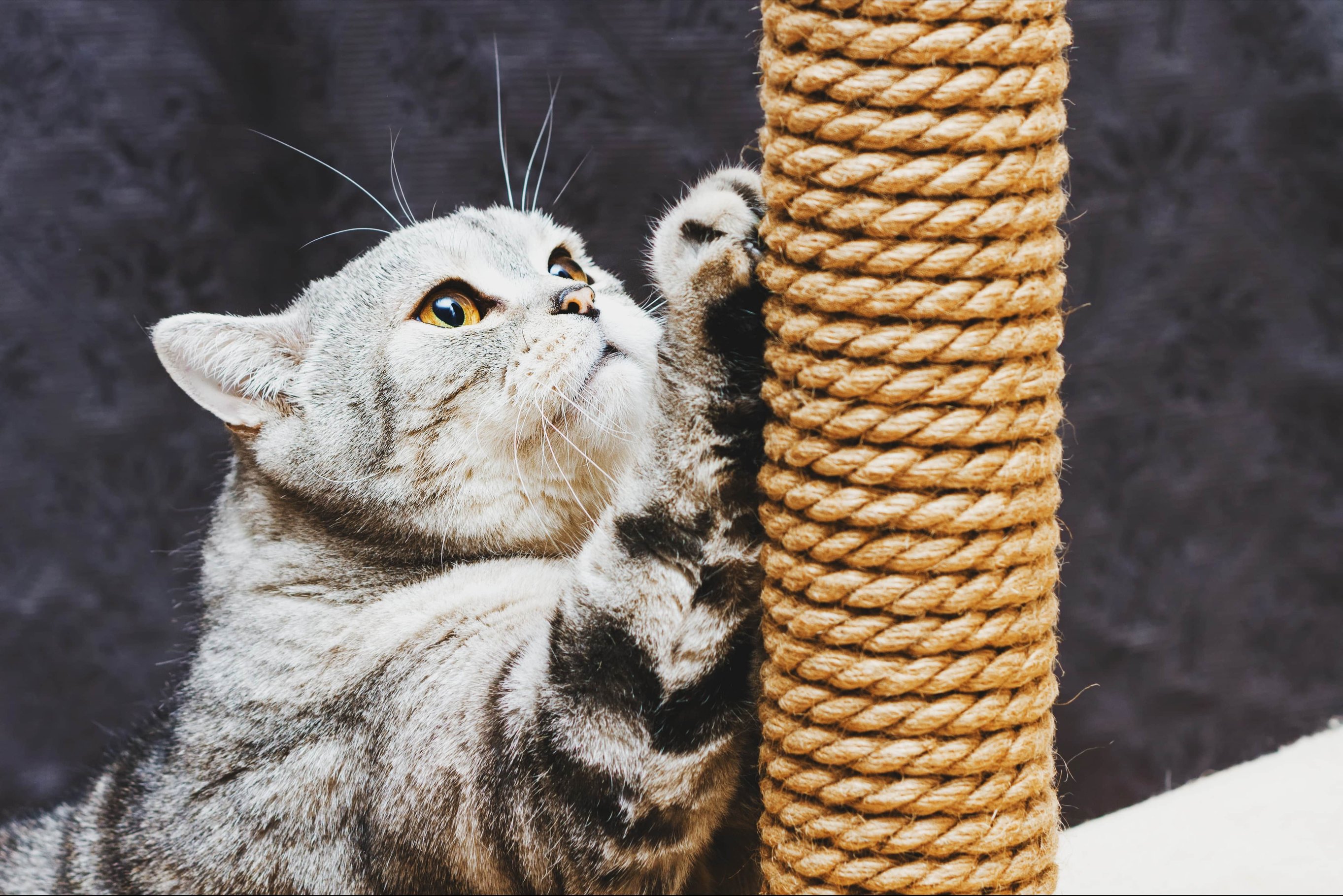 Когтеточка для кошки