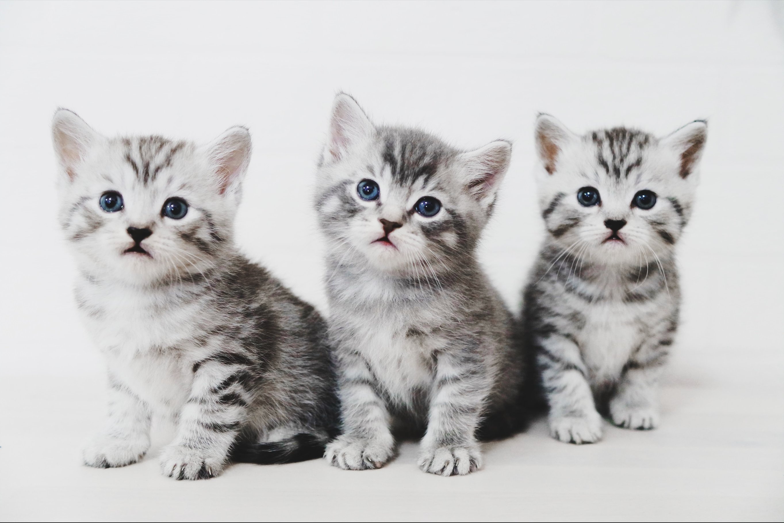 Разнообразие корма