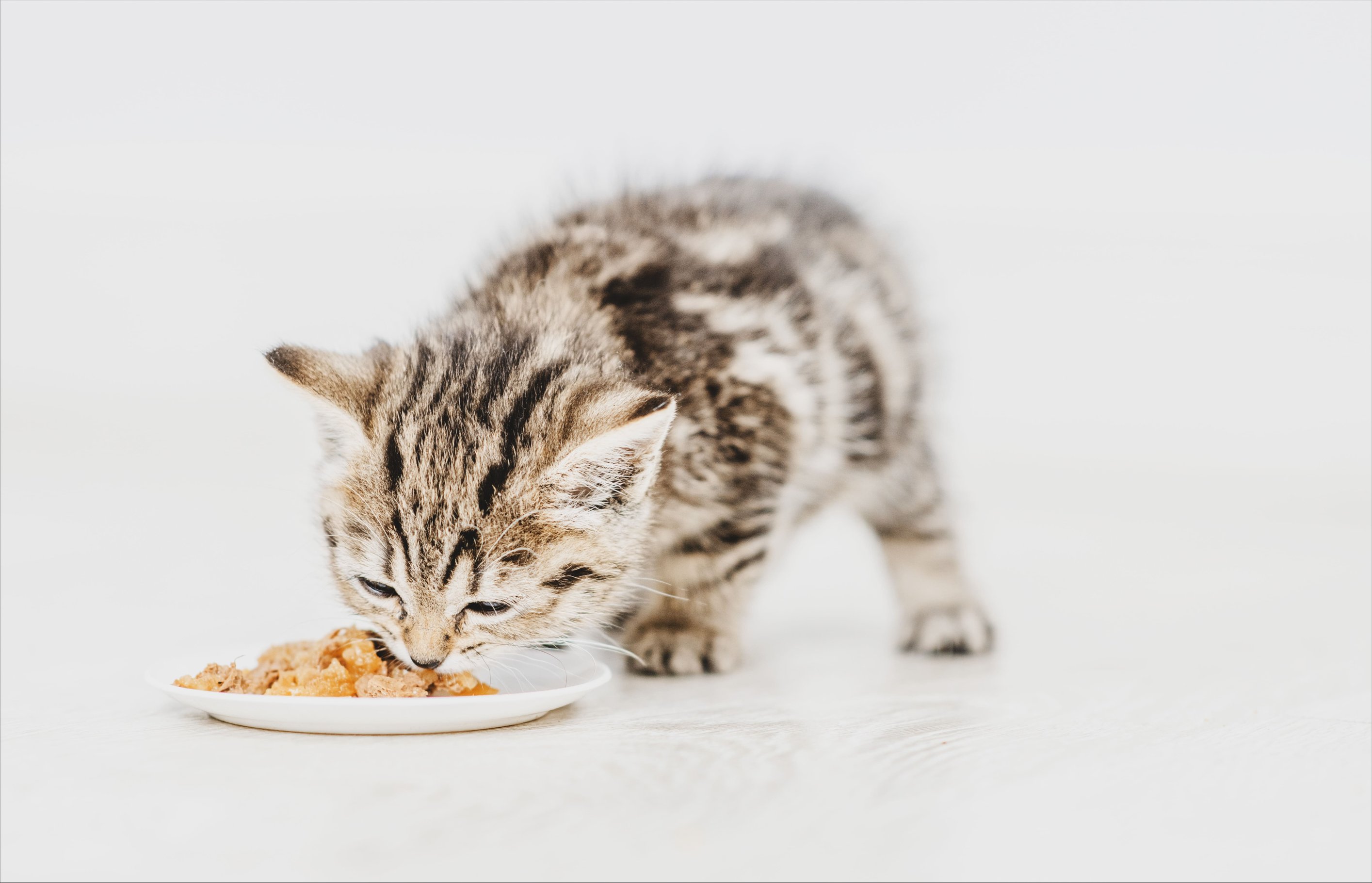 Правильное питание котенка