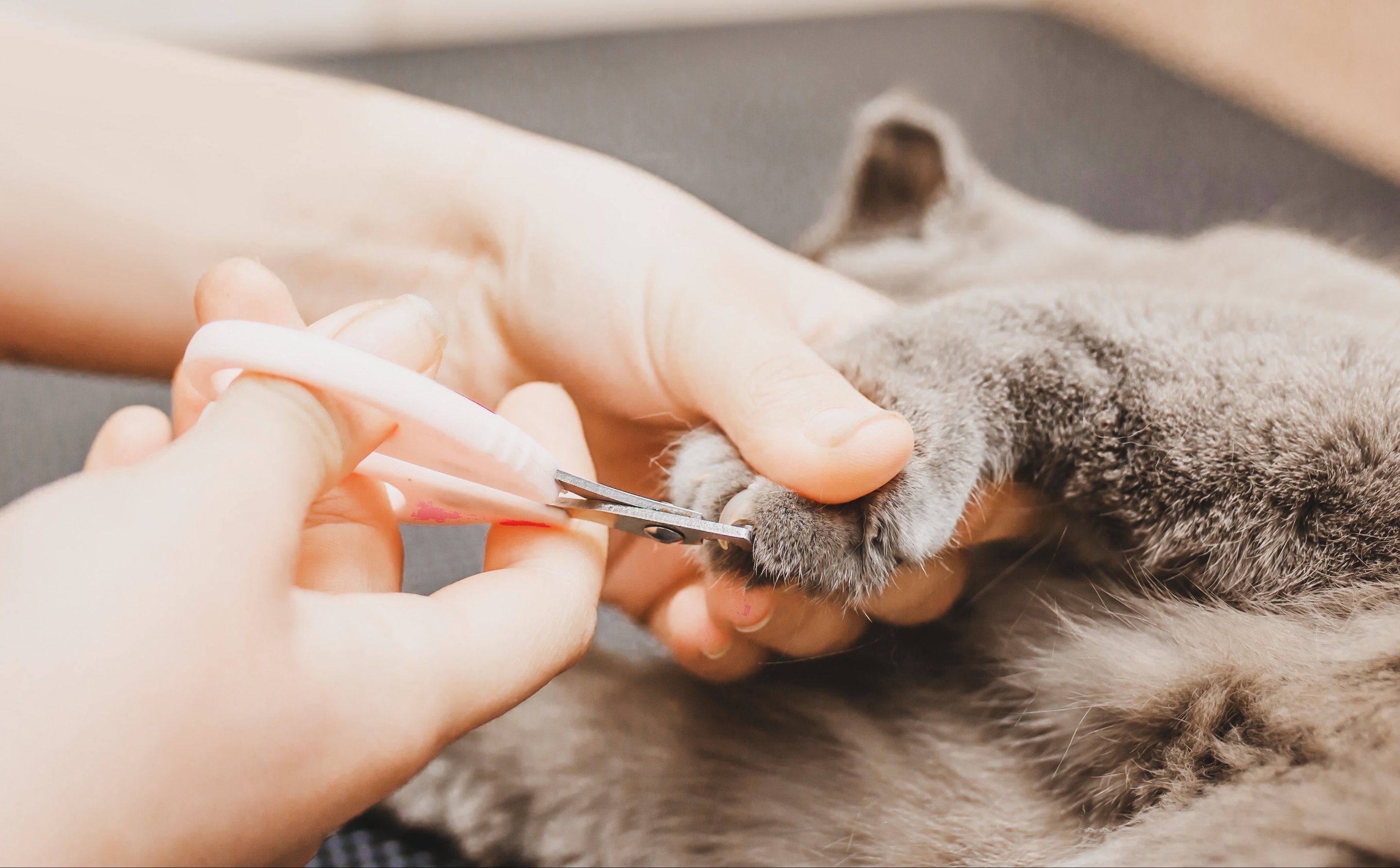 Чем лучше стричь когти?
