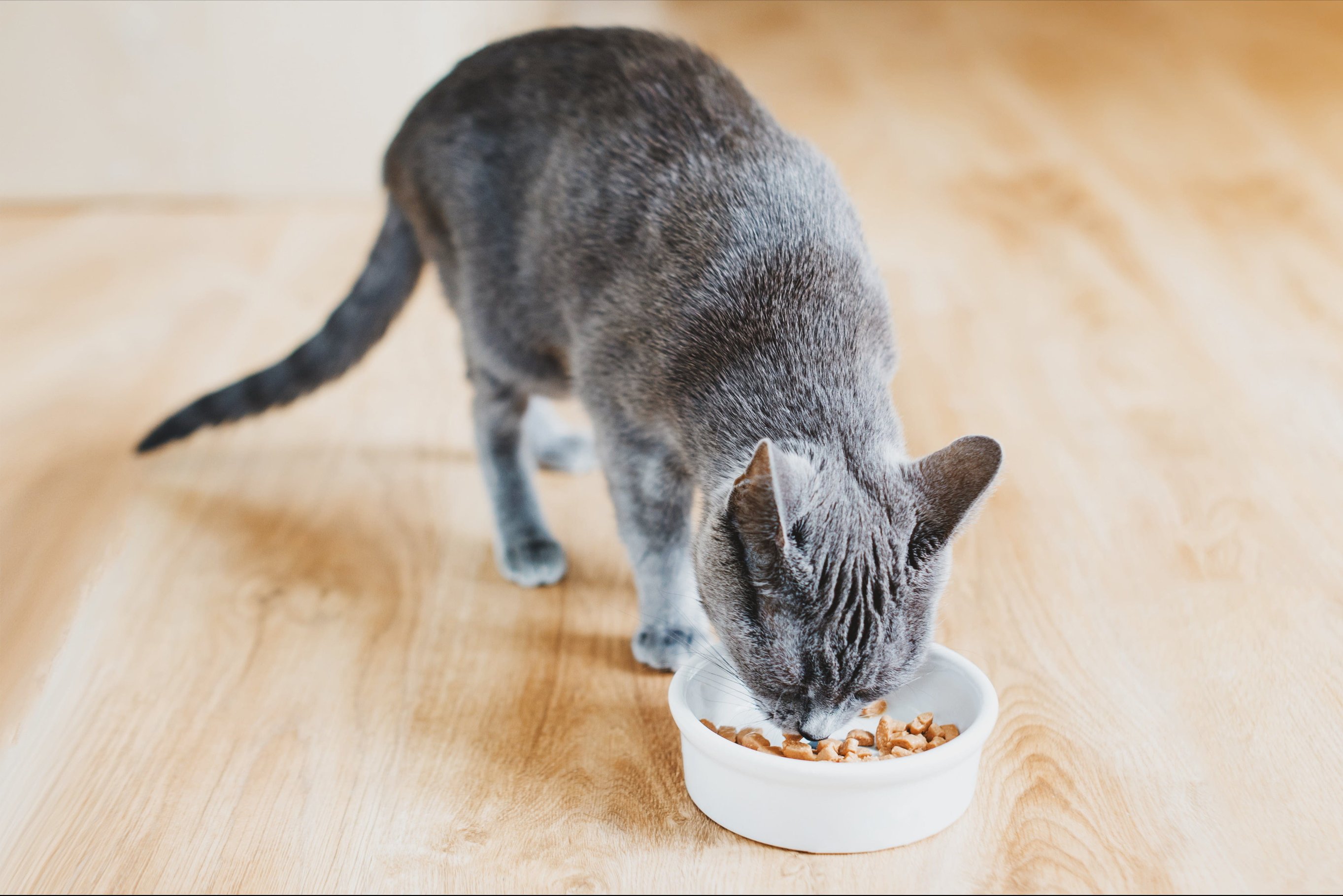 Влажный корм для кошки