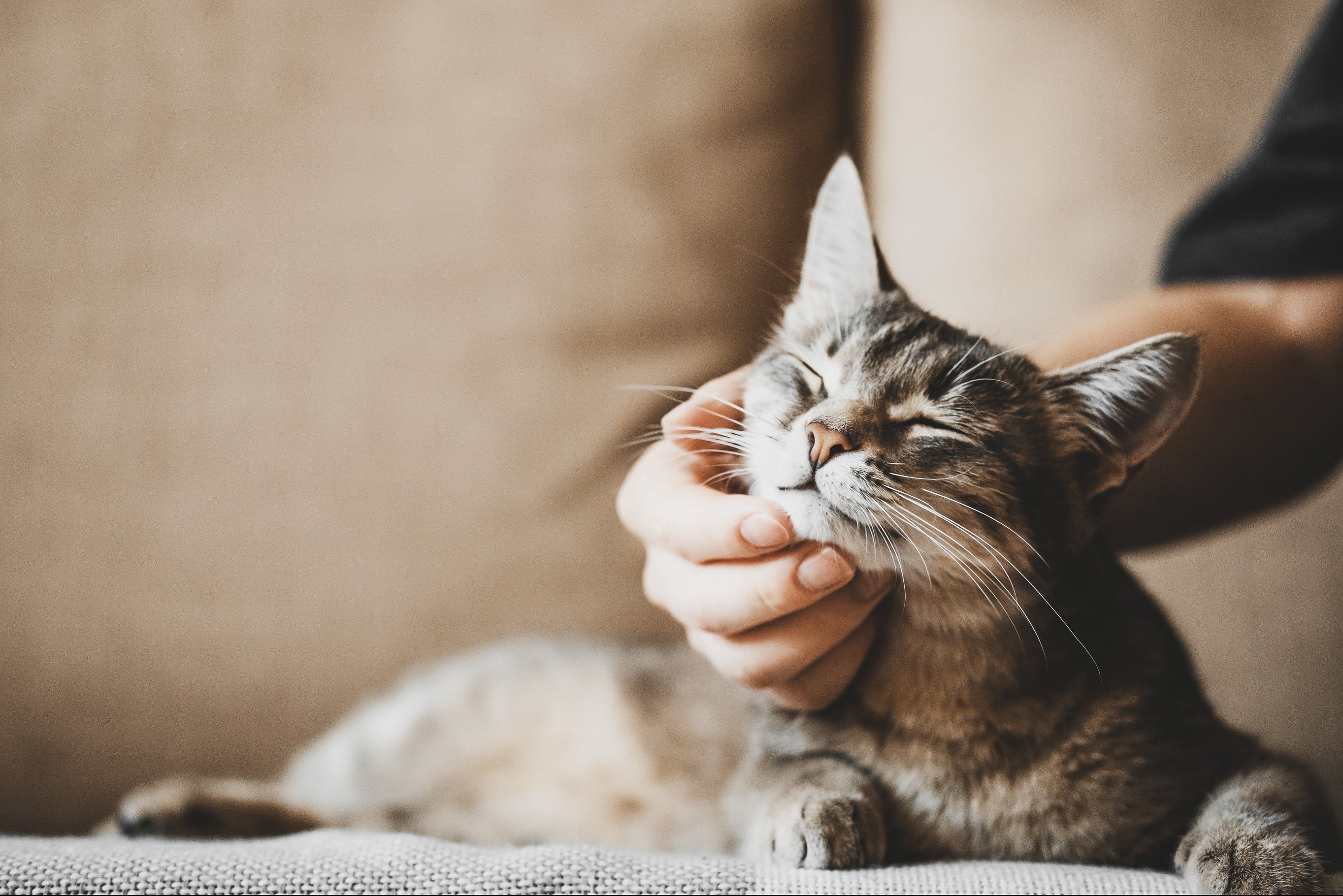 Советы по общению с кошкой