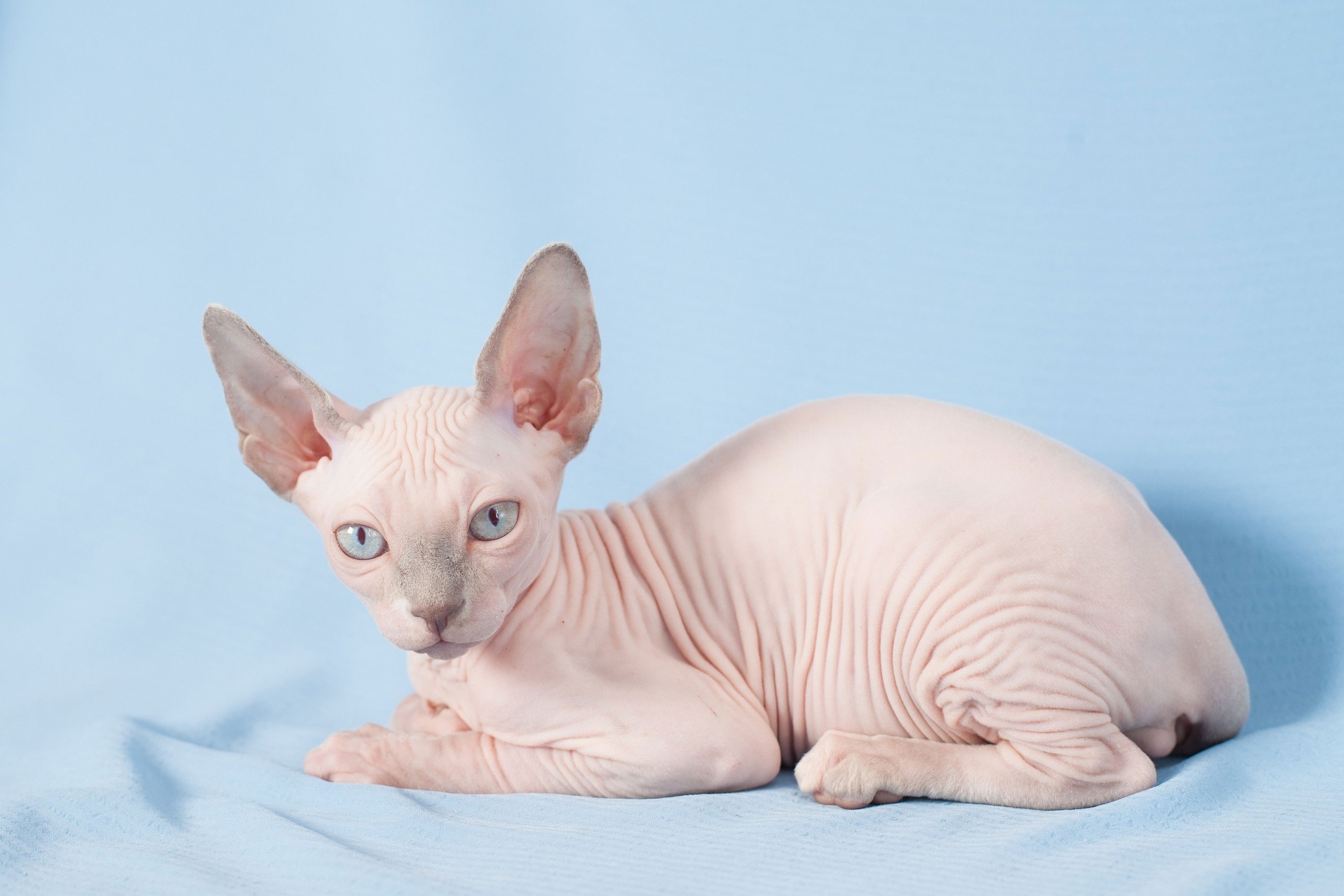 Котенок сфинкса