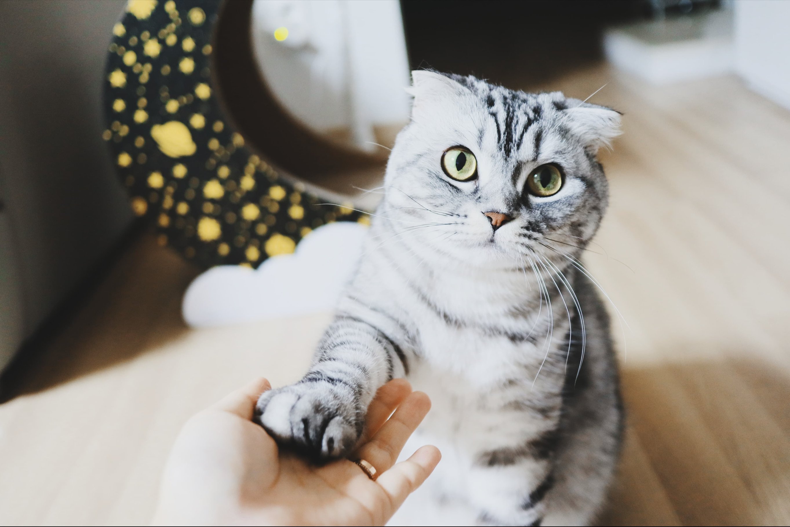 Как помочь кошке при стрессе?