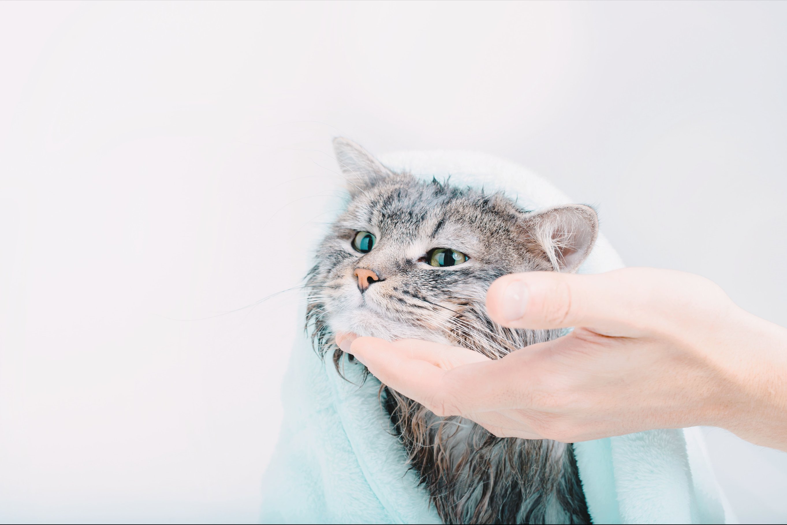 Шампунь от блох