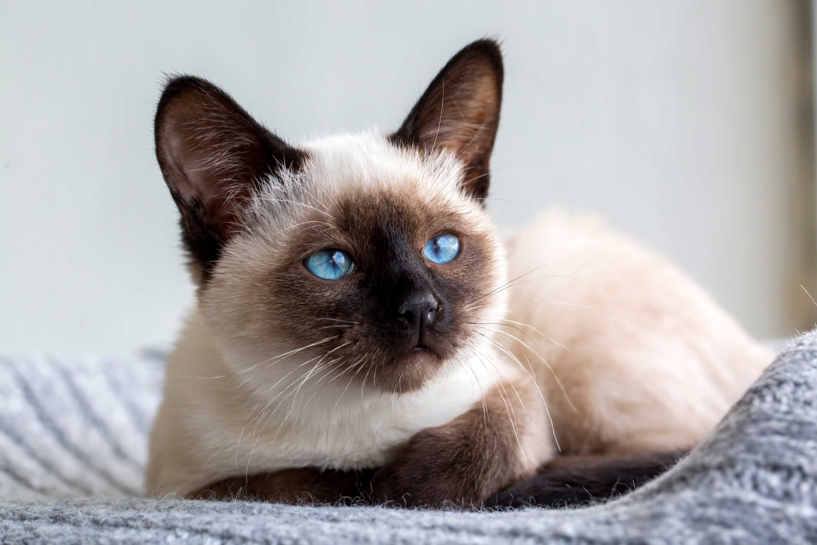 Клички для сиамских кошек