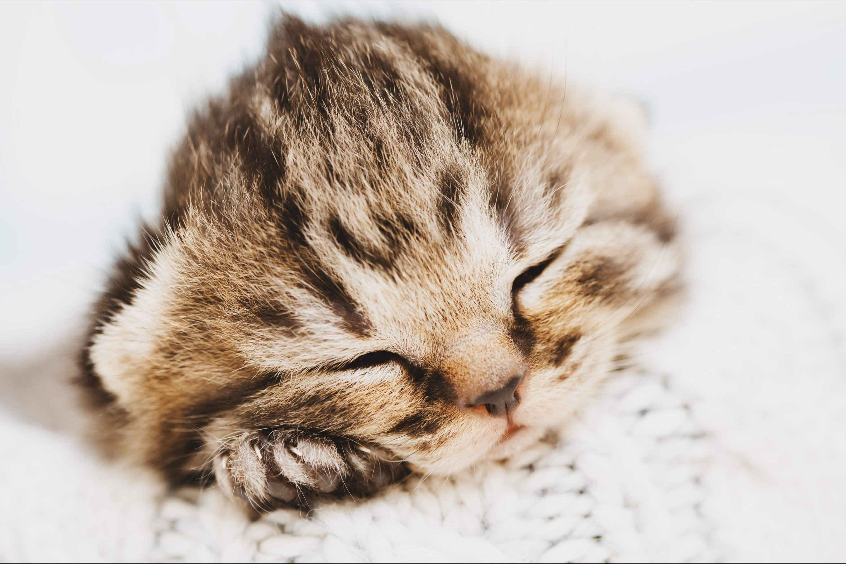 Этапы открытия глаз и развития зрения