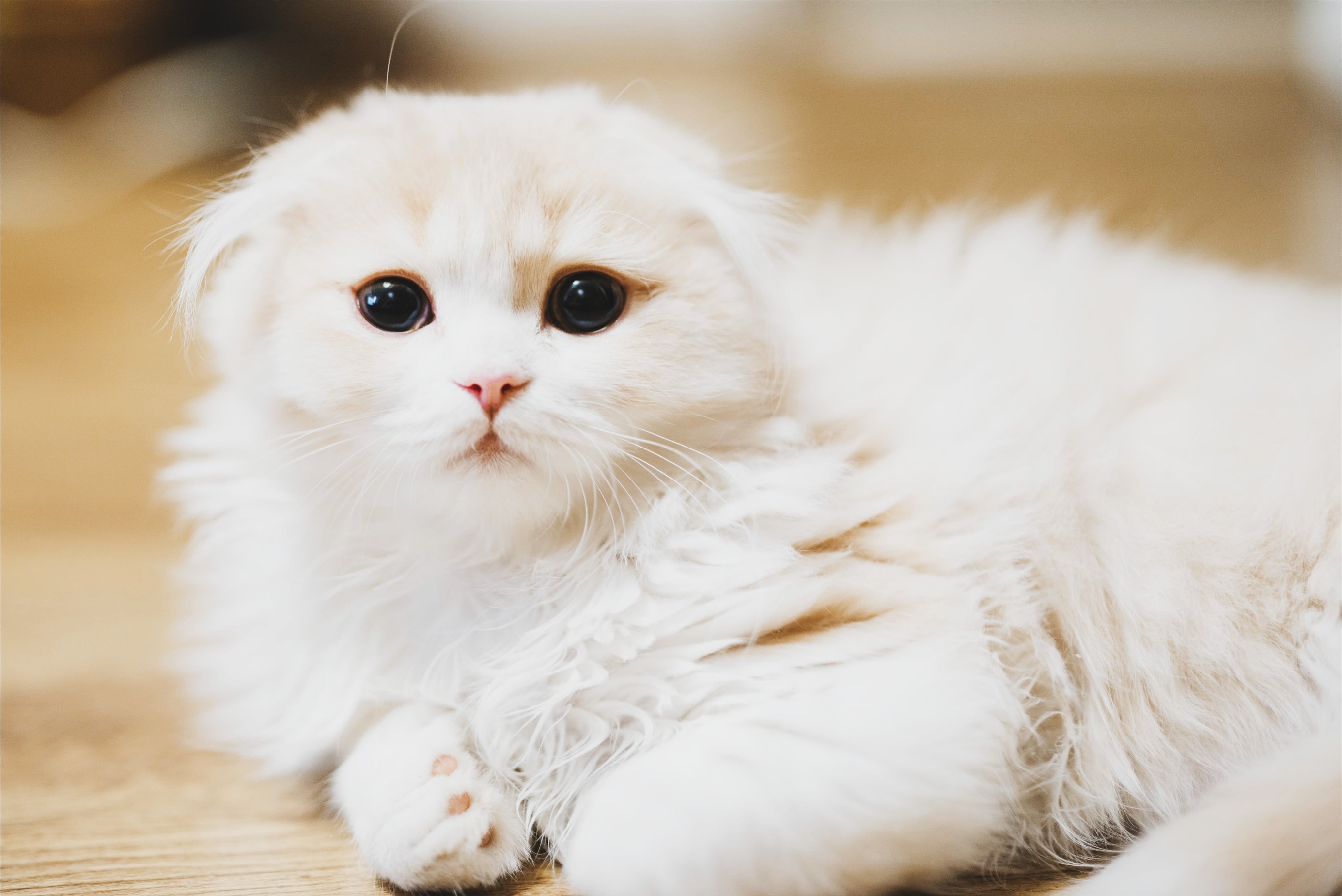 Плюсы и минусы у породы хайленд фолд