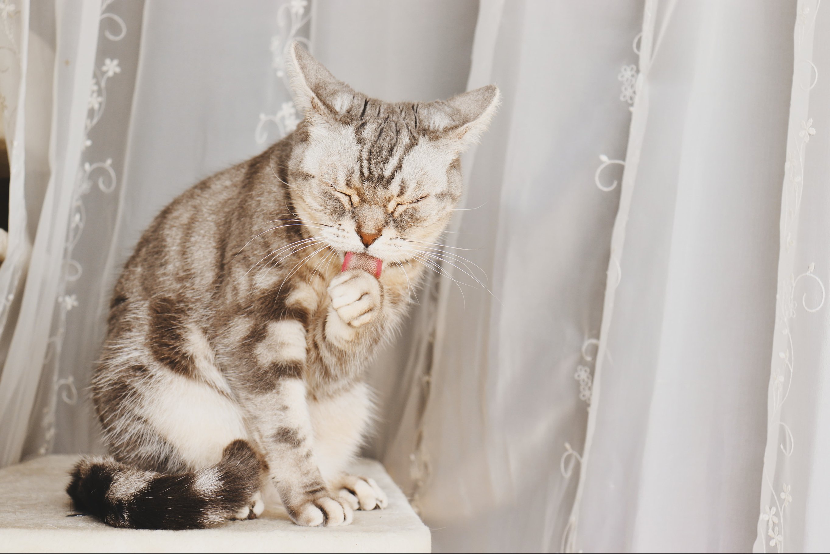 Признаки наличия блох у кошки