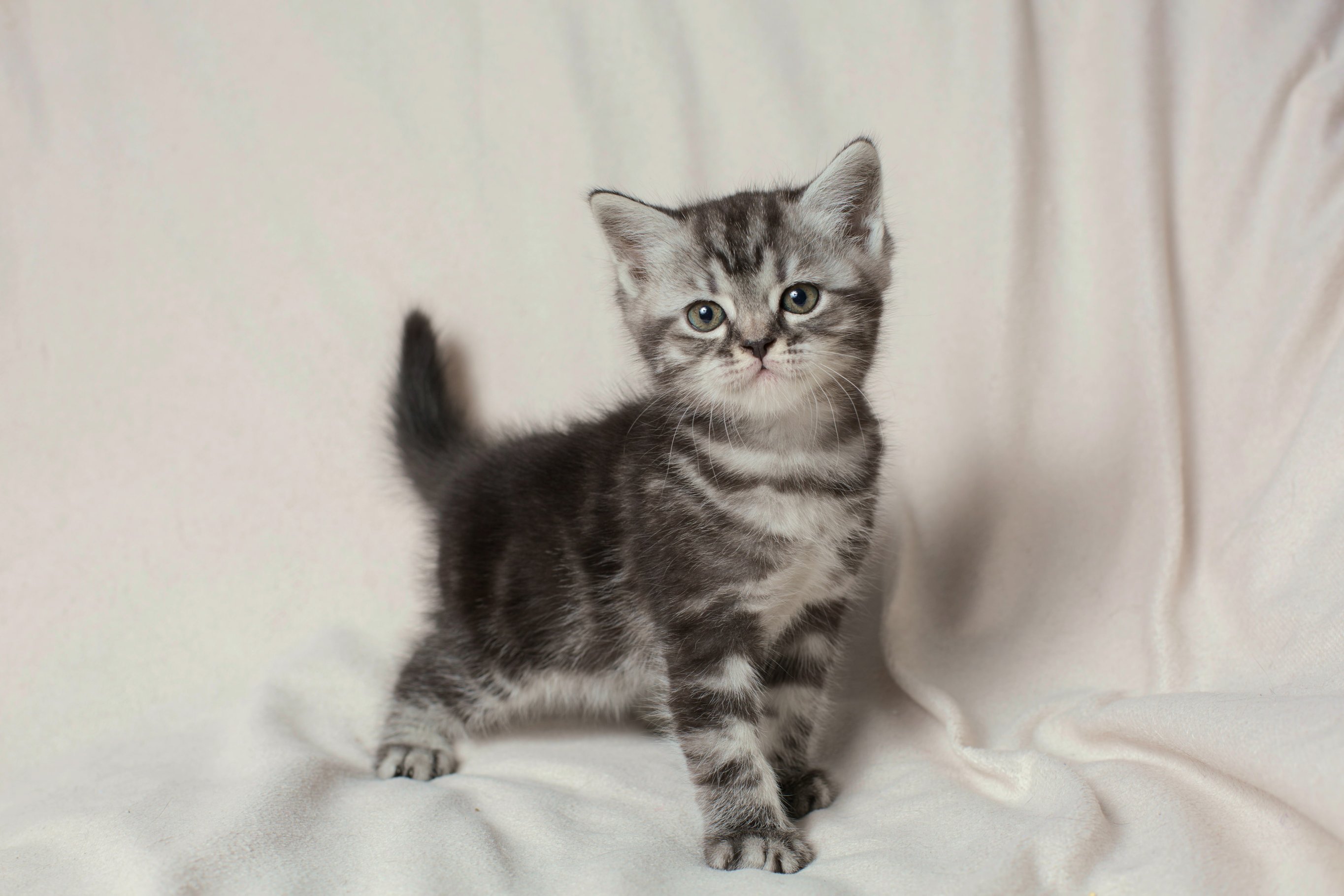 Внешний вид котенка