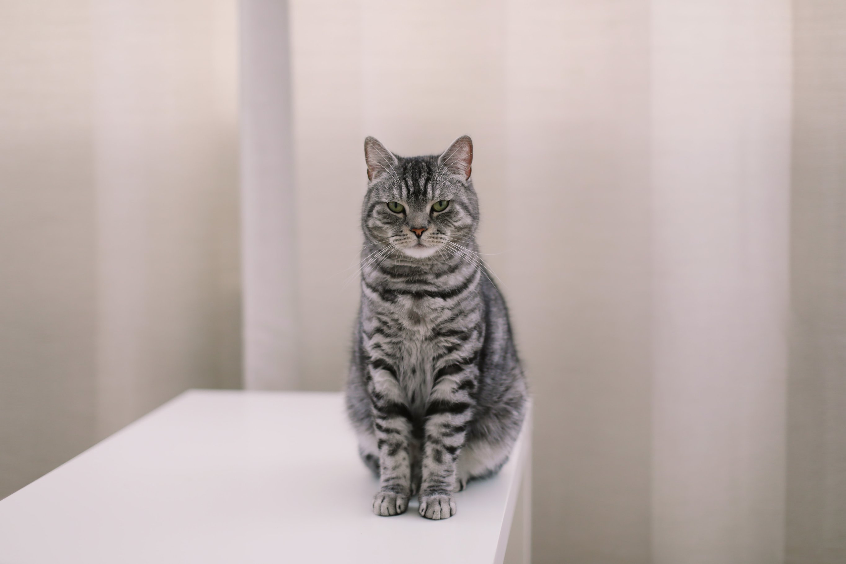 Кошка и одиночество