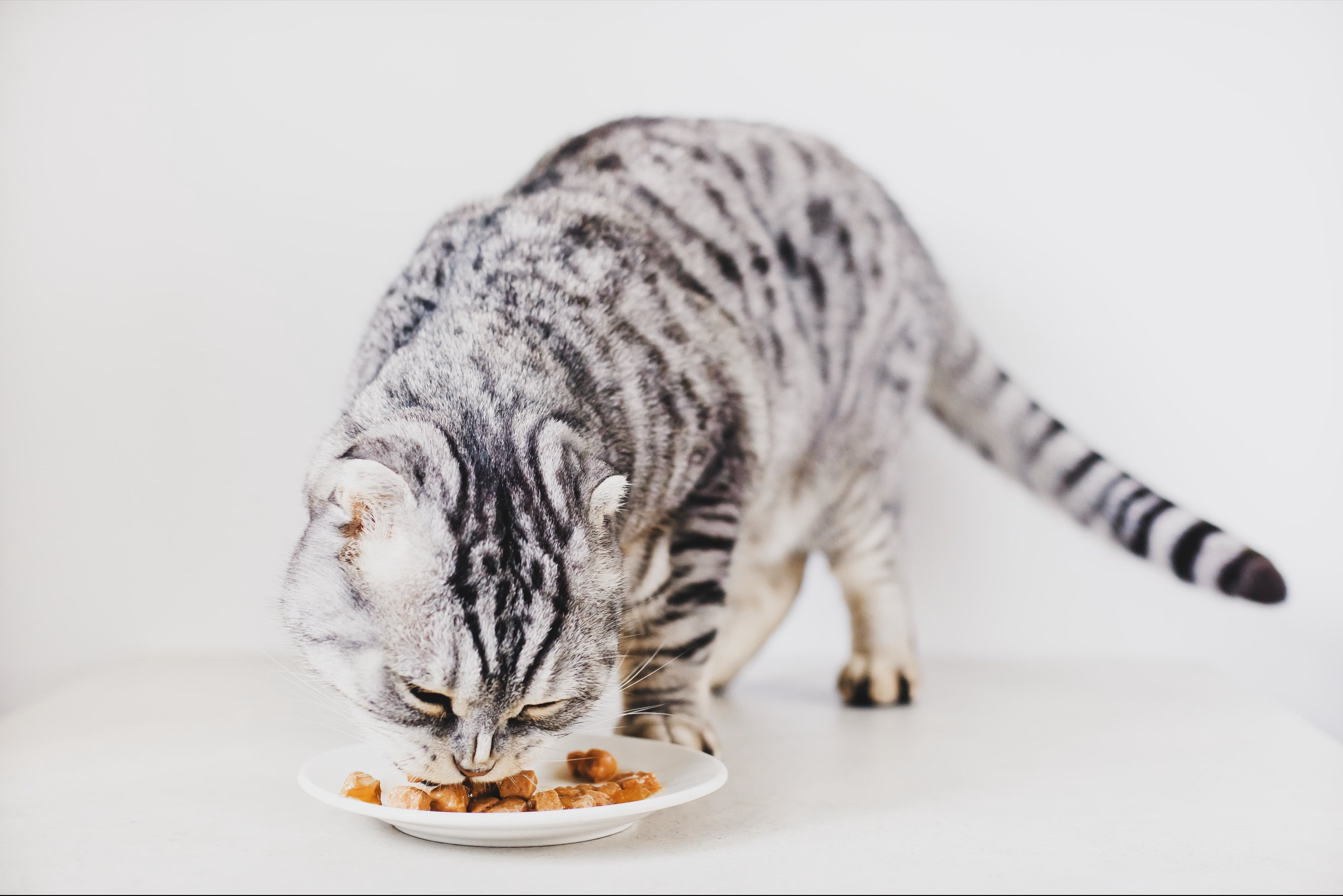 Влажные корма для кошек