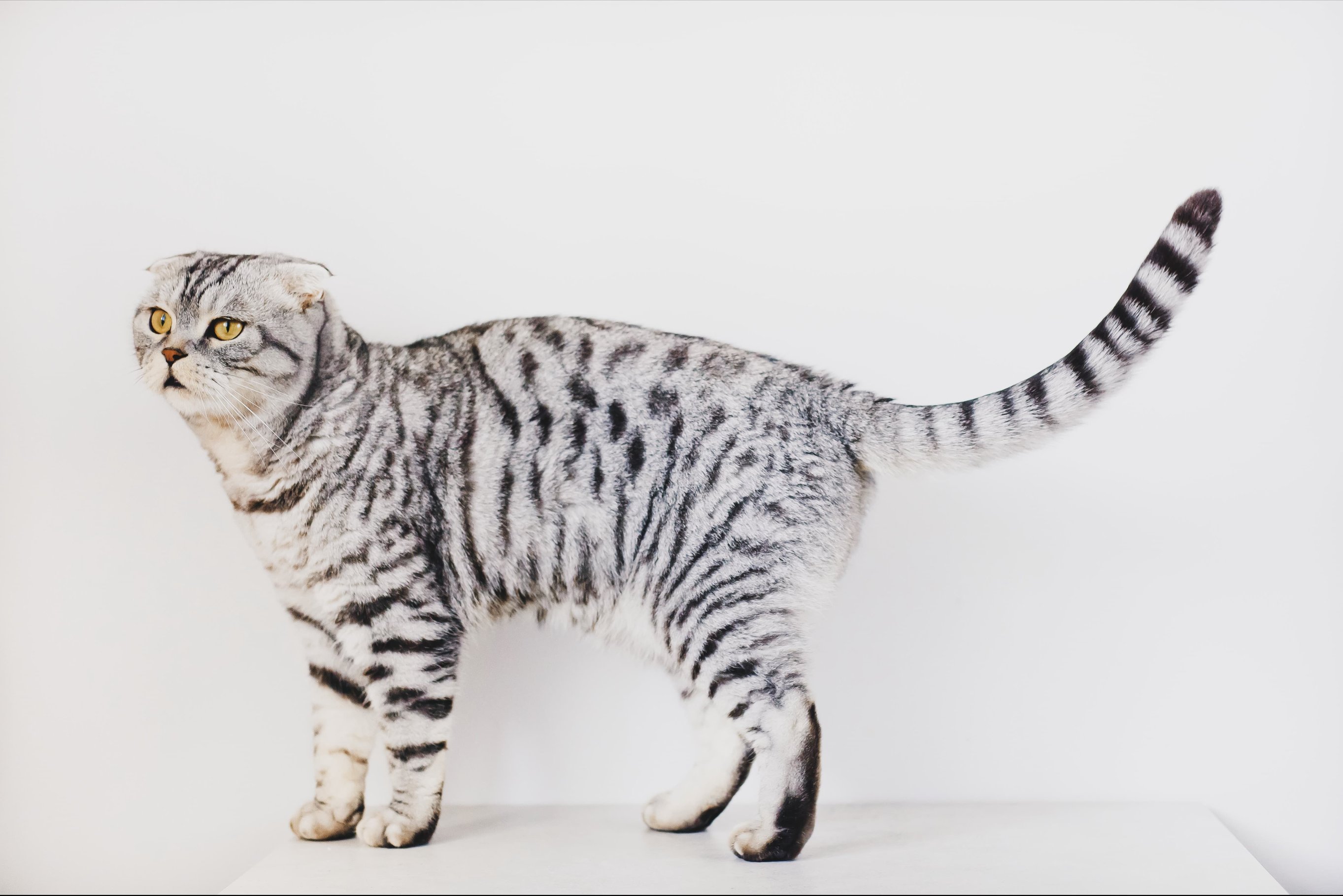 Сбалансированное питание кошки