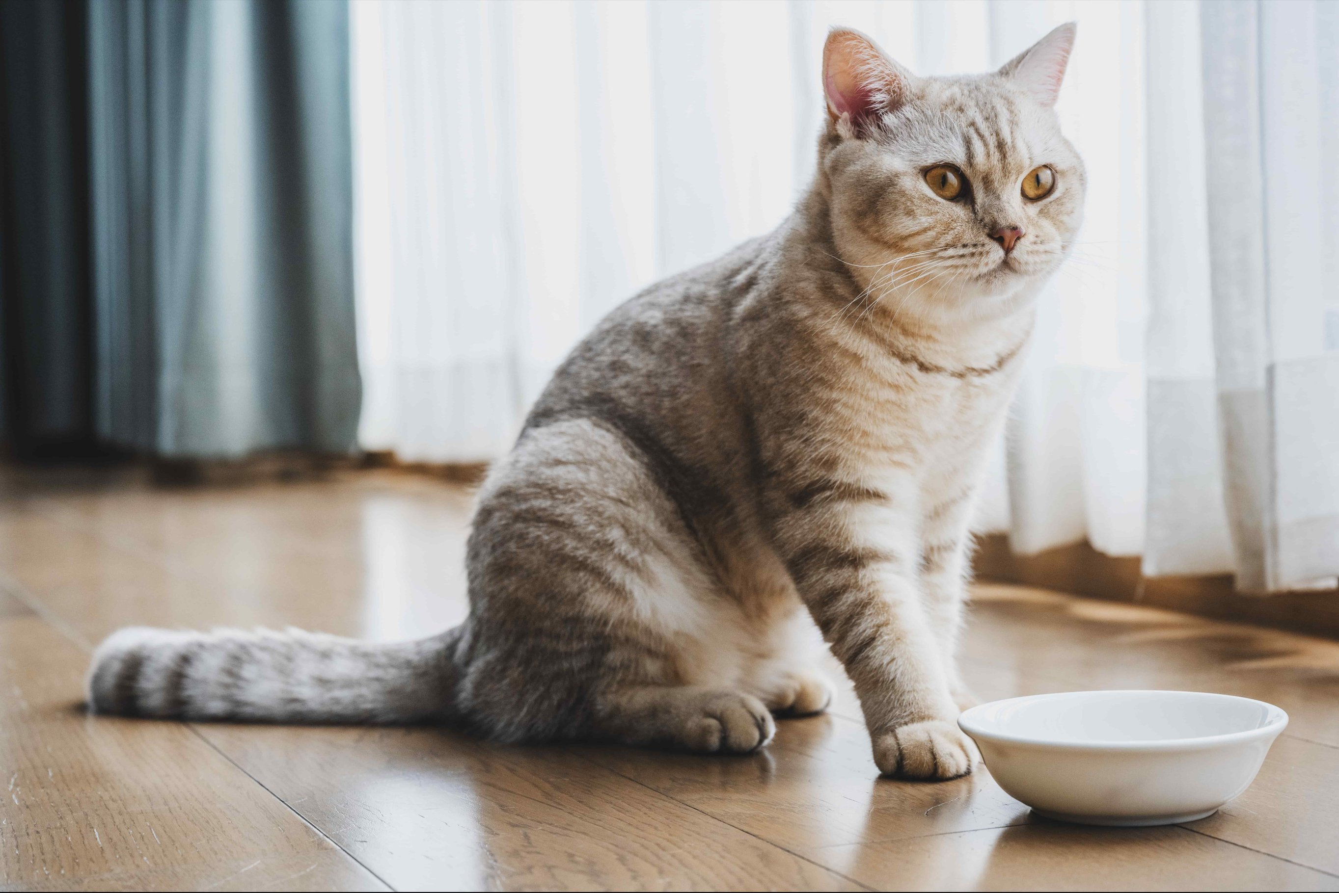 Сухой корм для кошек