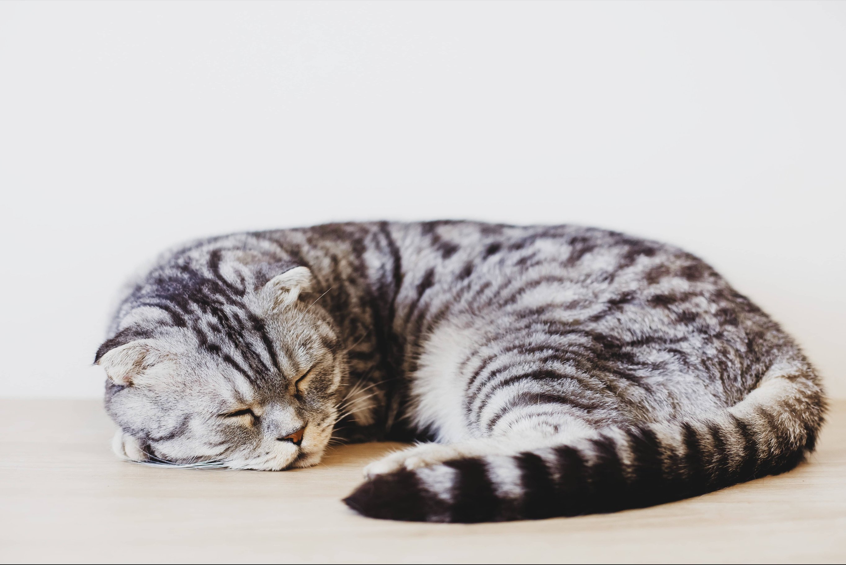 Особенности сна у кошек