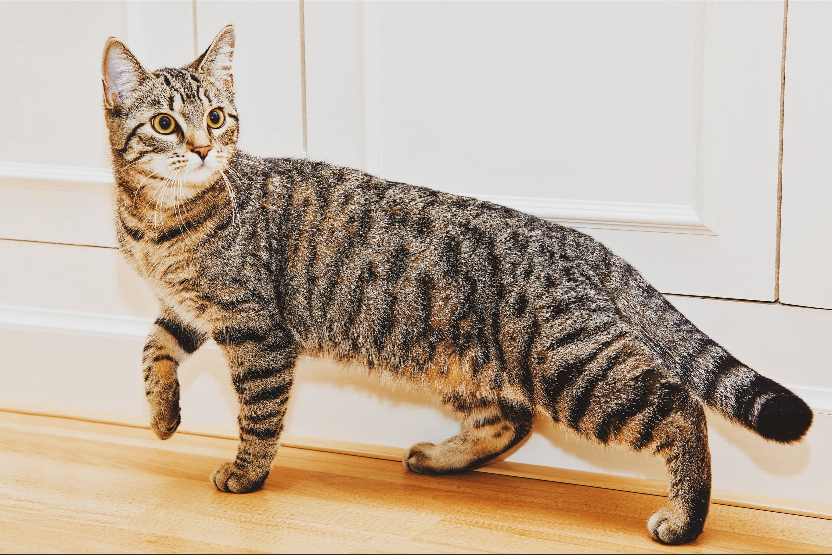 Глисты у кошек