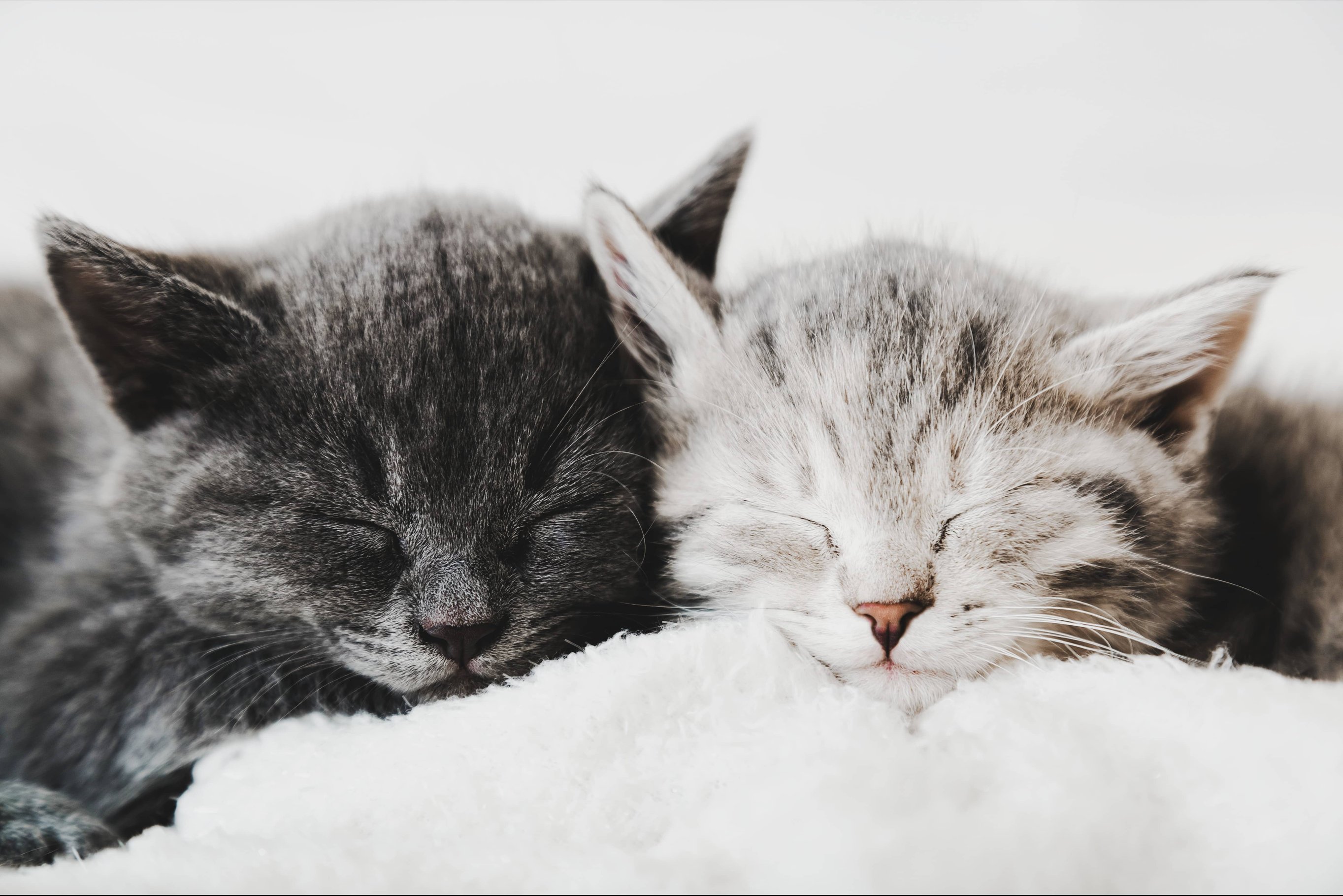 Сколько кошкам нужно спать?