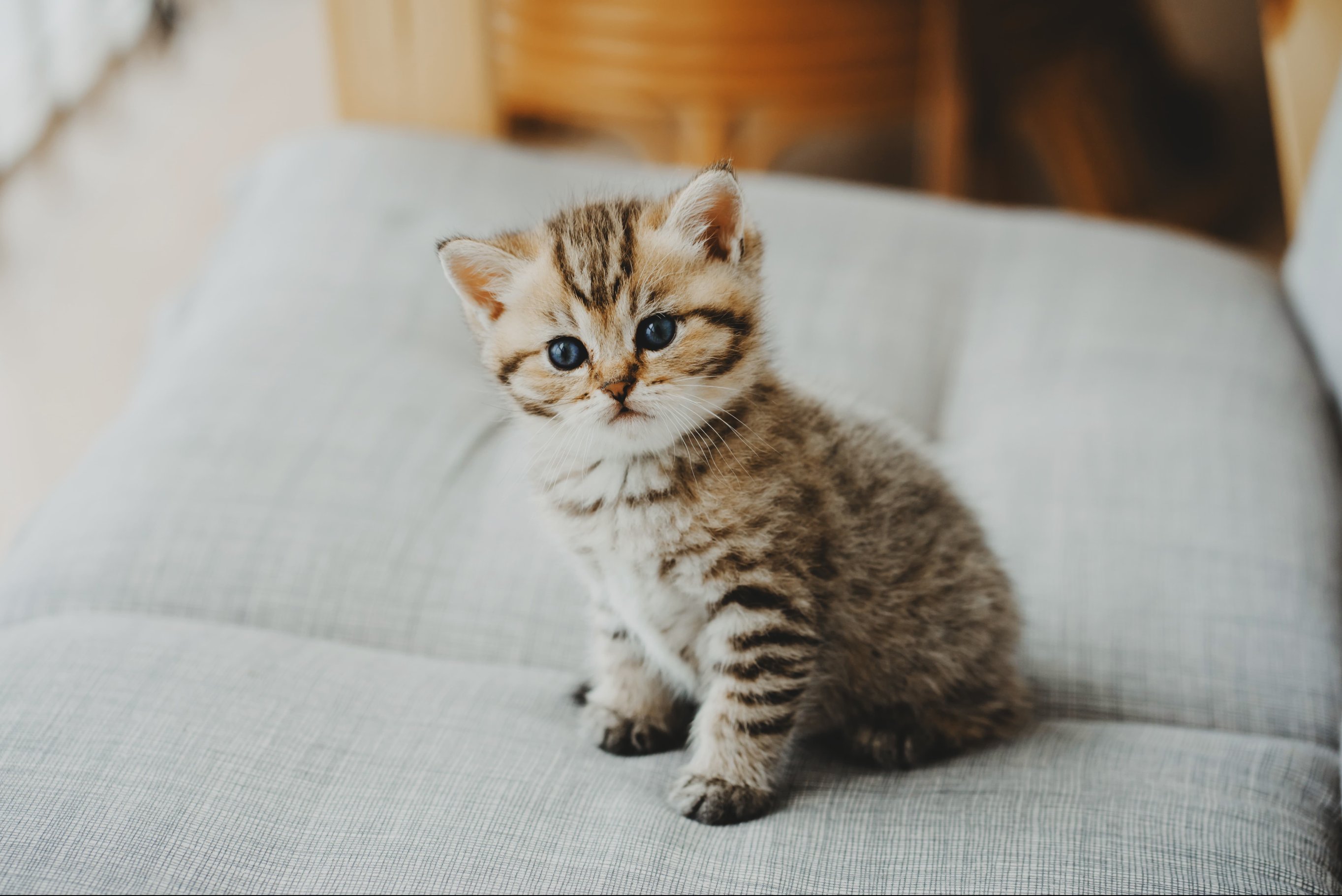 Что видят котята?