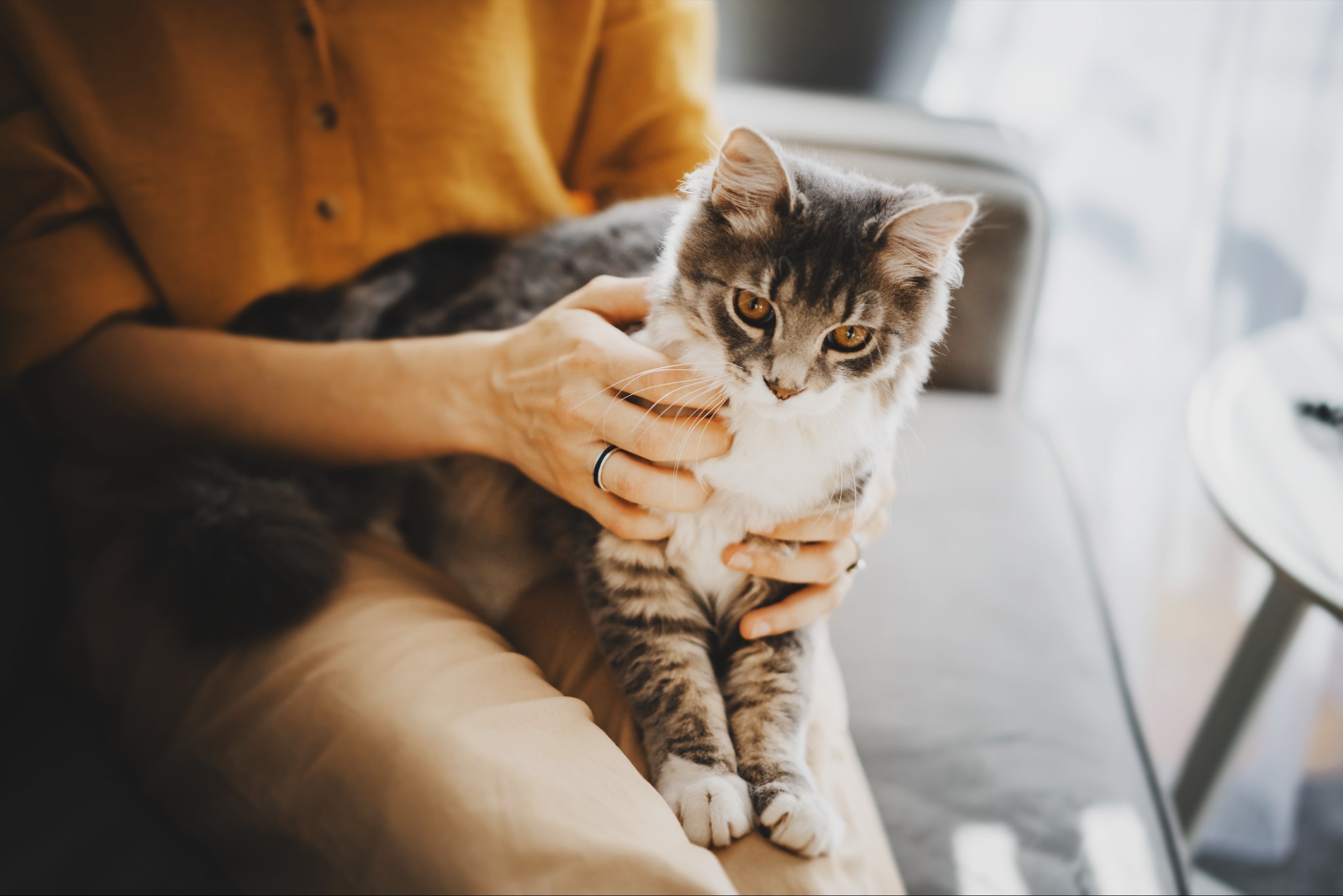 Опасны ли блохи для человека