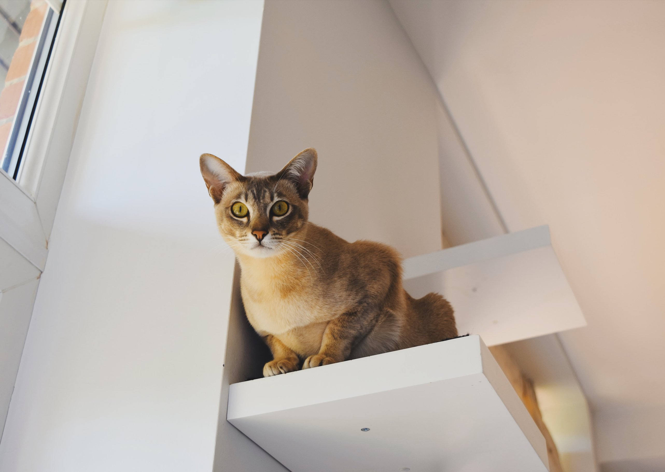 Обучение и воспитание тонкинеза