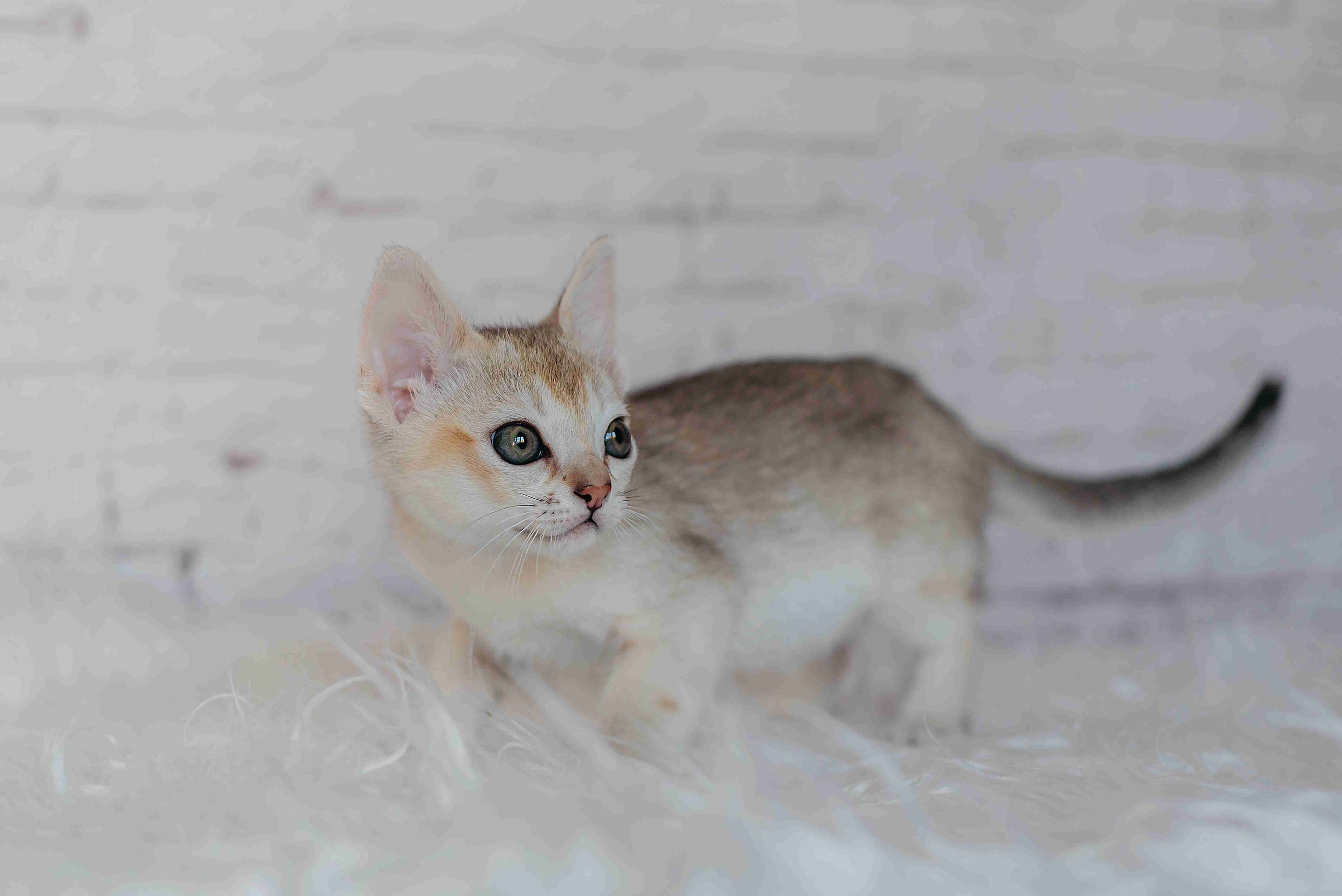 shutterstock_1899057004_1_11zon