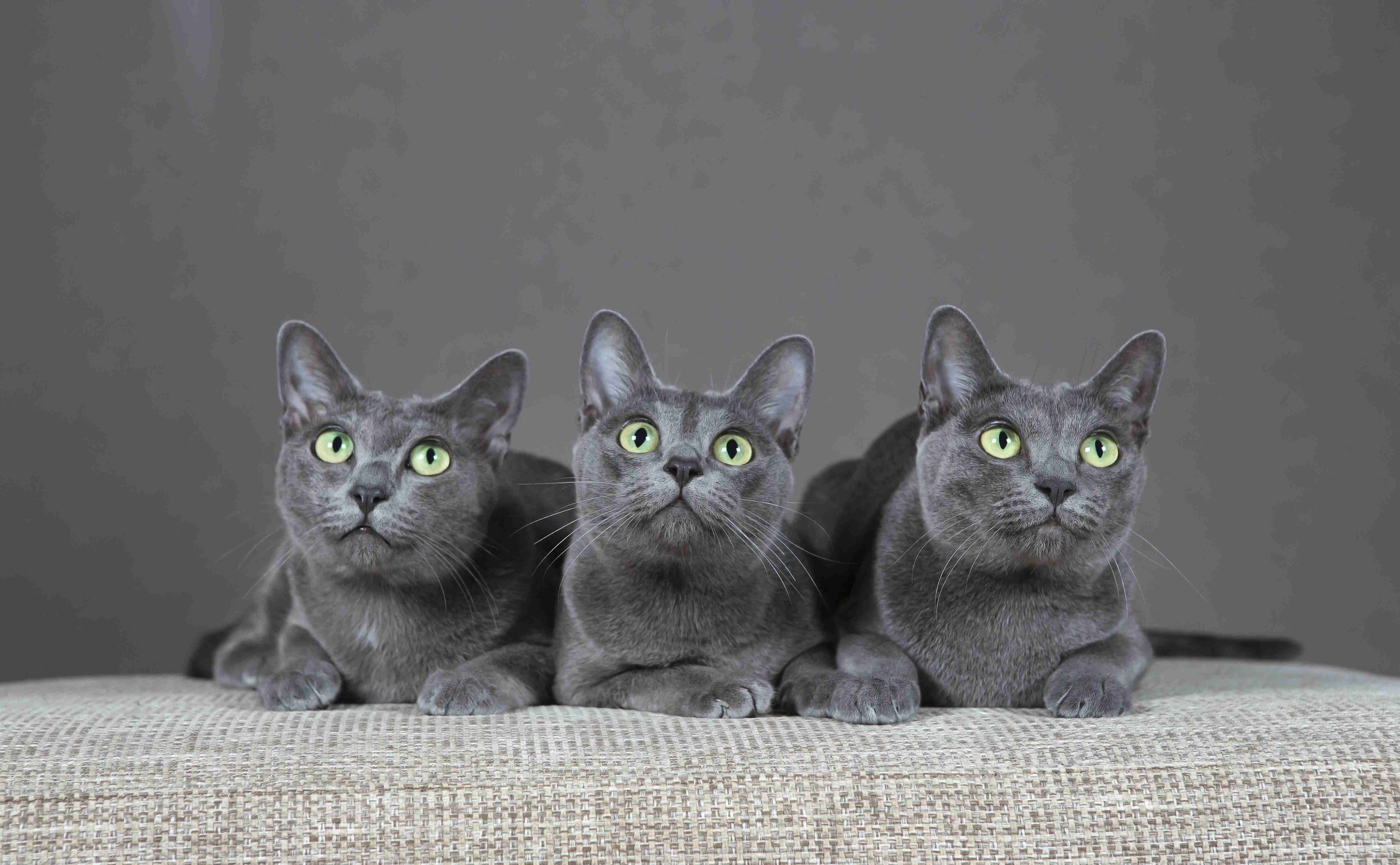 shutterstock_192277673_1_11zon