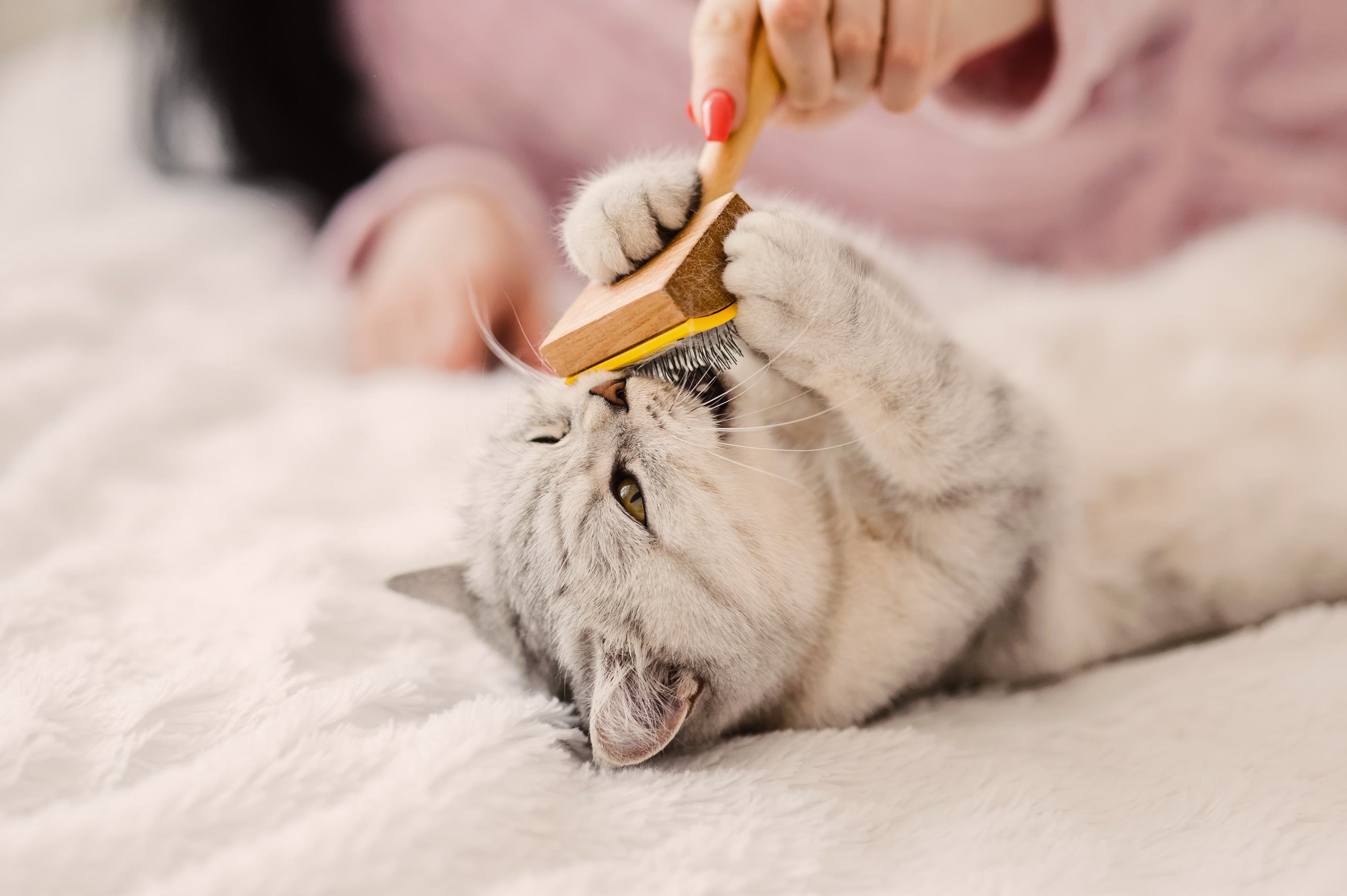 Вычесывание котенка