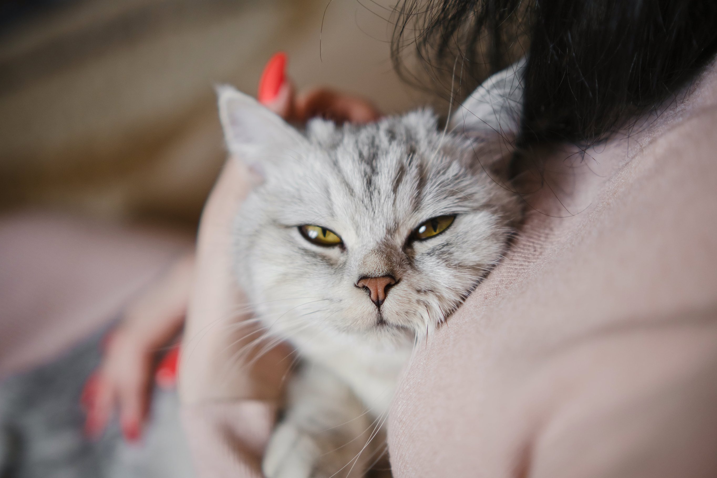Общение с кошкой