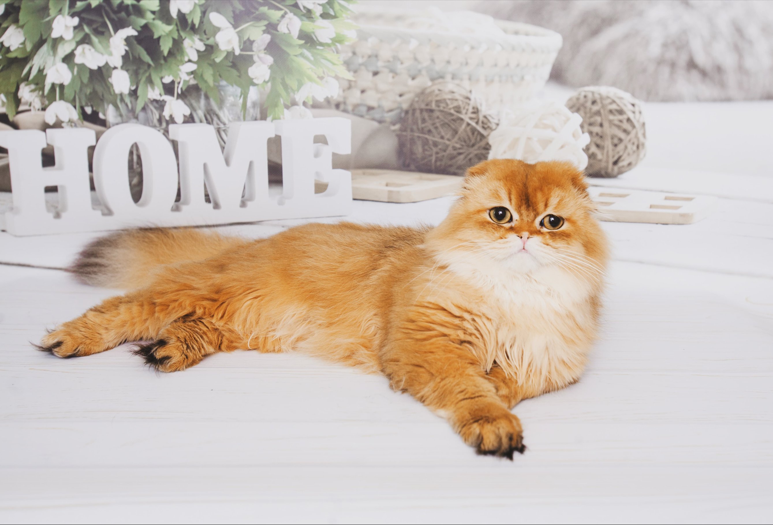 Обучение и воспитание хайленд фолда