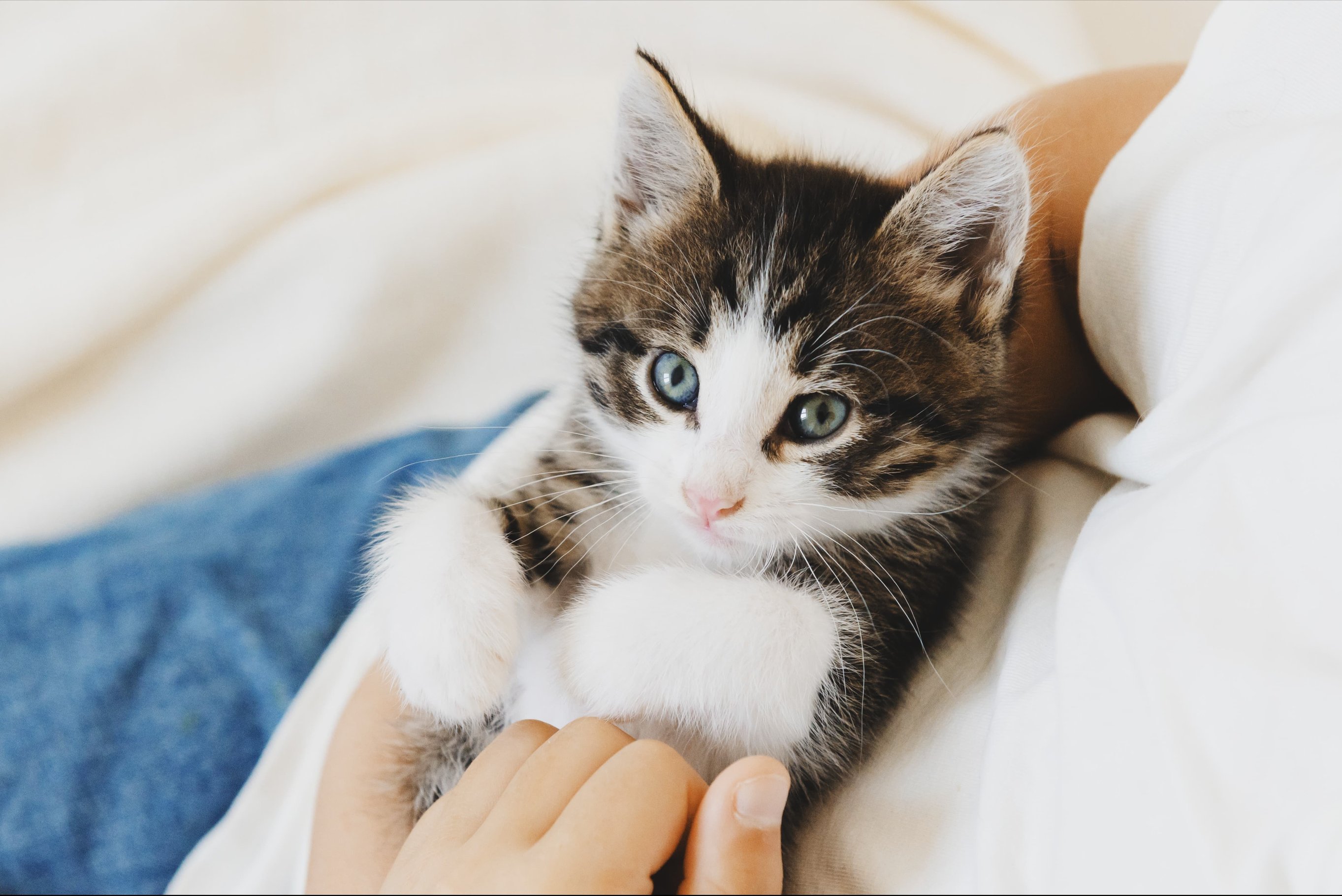 Приручение котенка к рукам