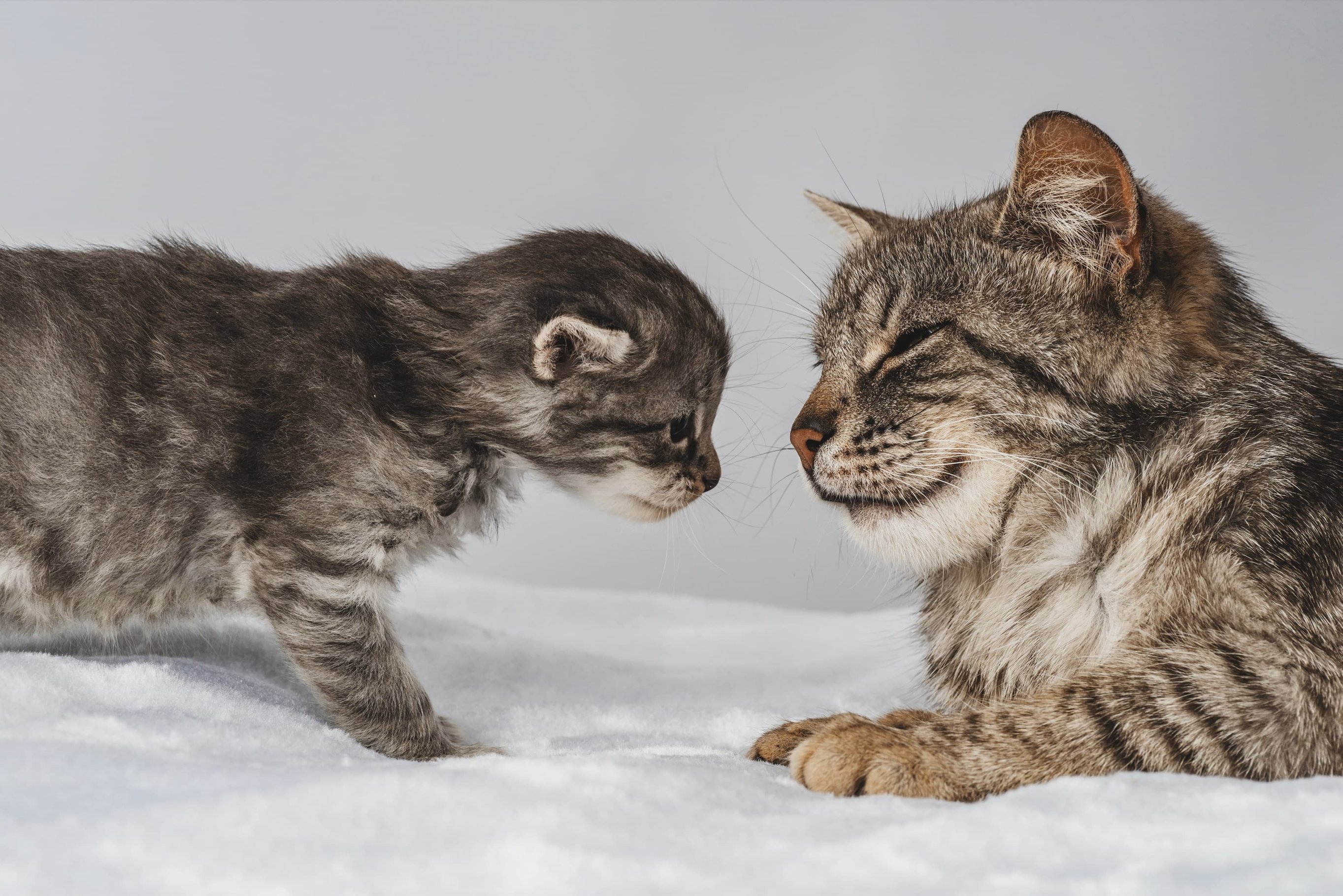 Как котята могут заразиться блохами?