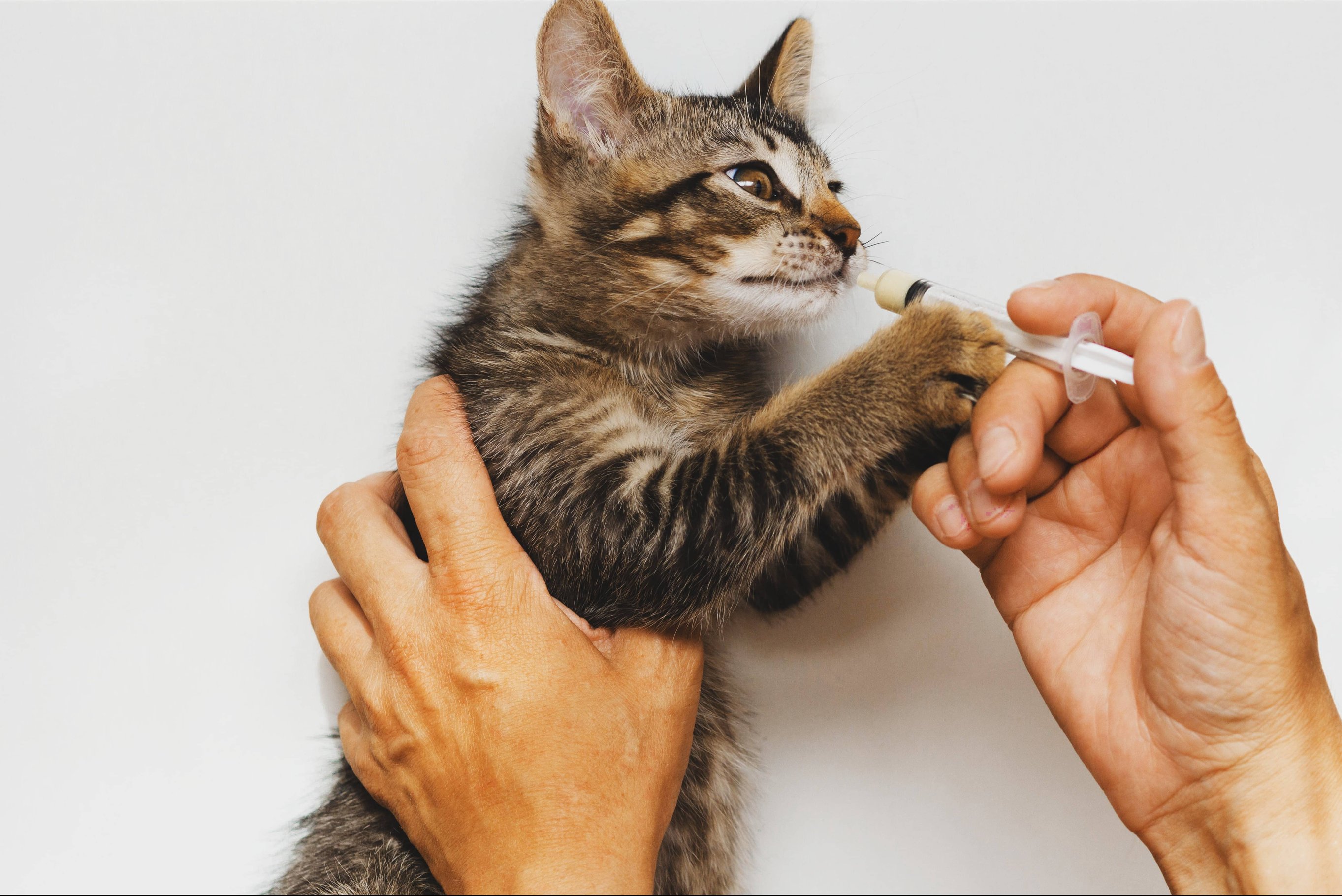 Особенности лечения котят