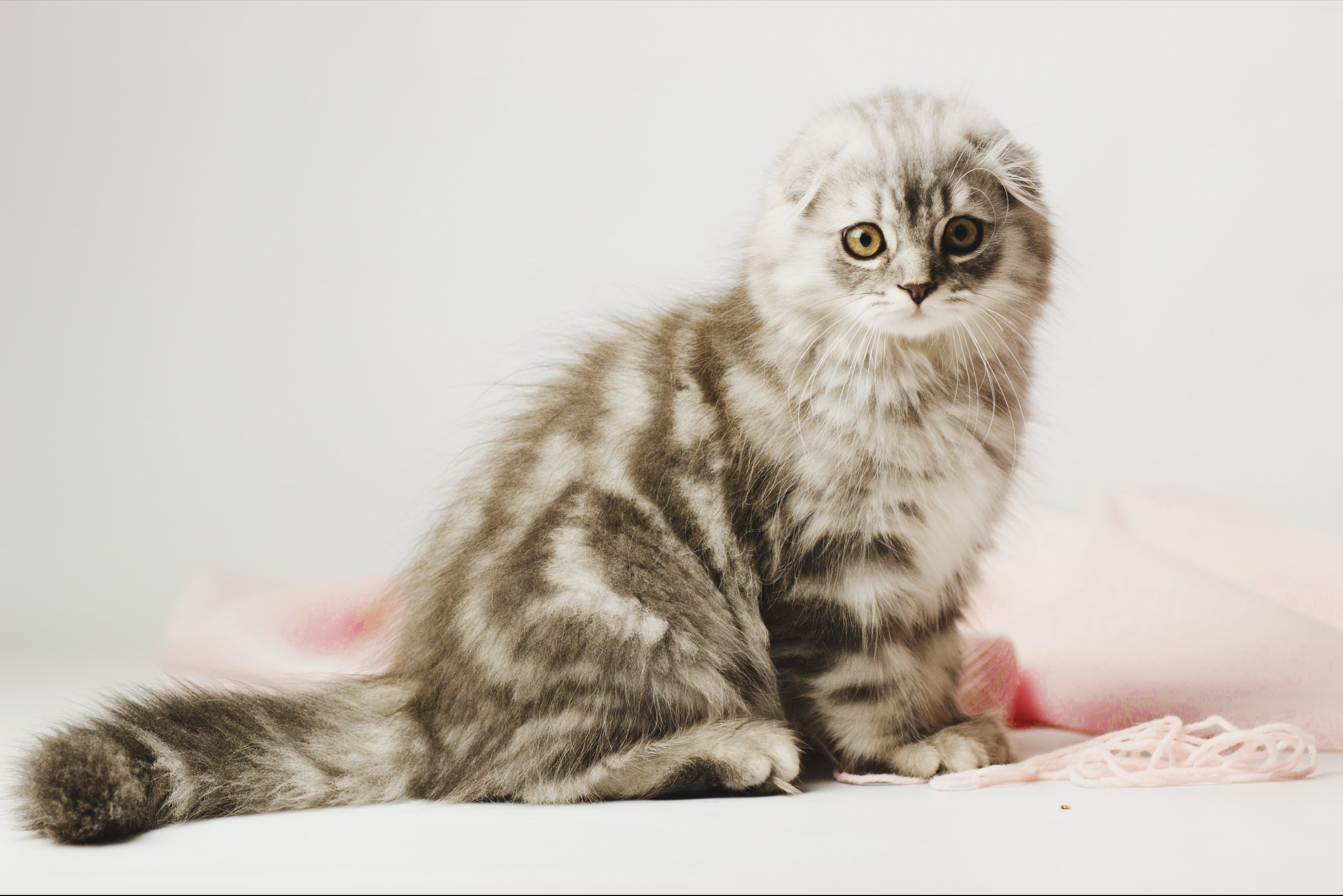 Котенок шотландской длинношерстной породы