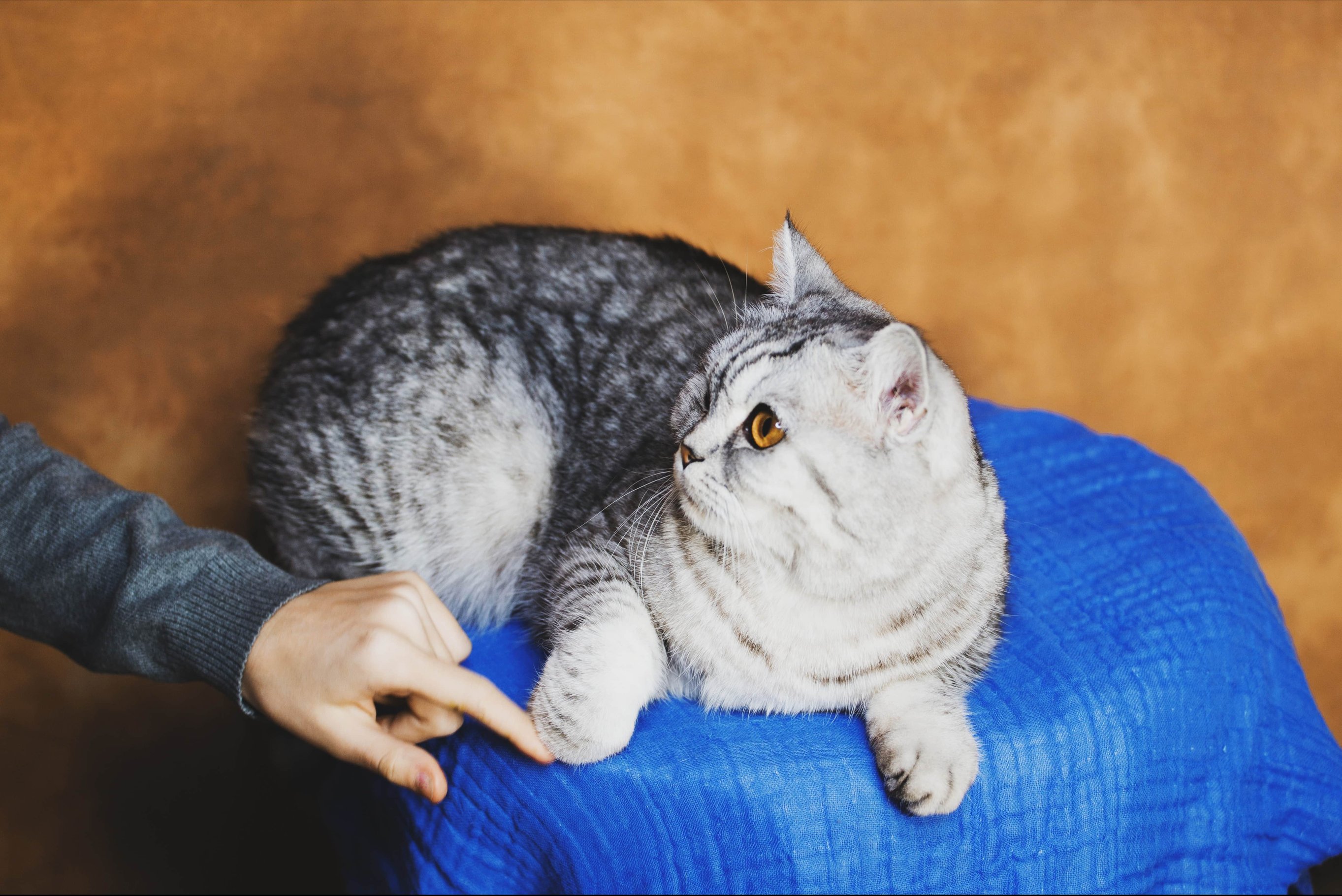 Стресс из-за гостей