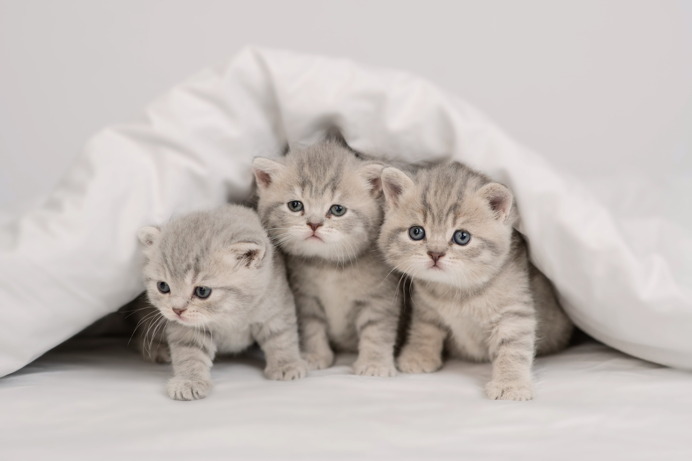 Где лучше брать котенка?